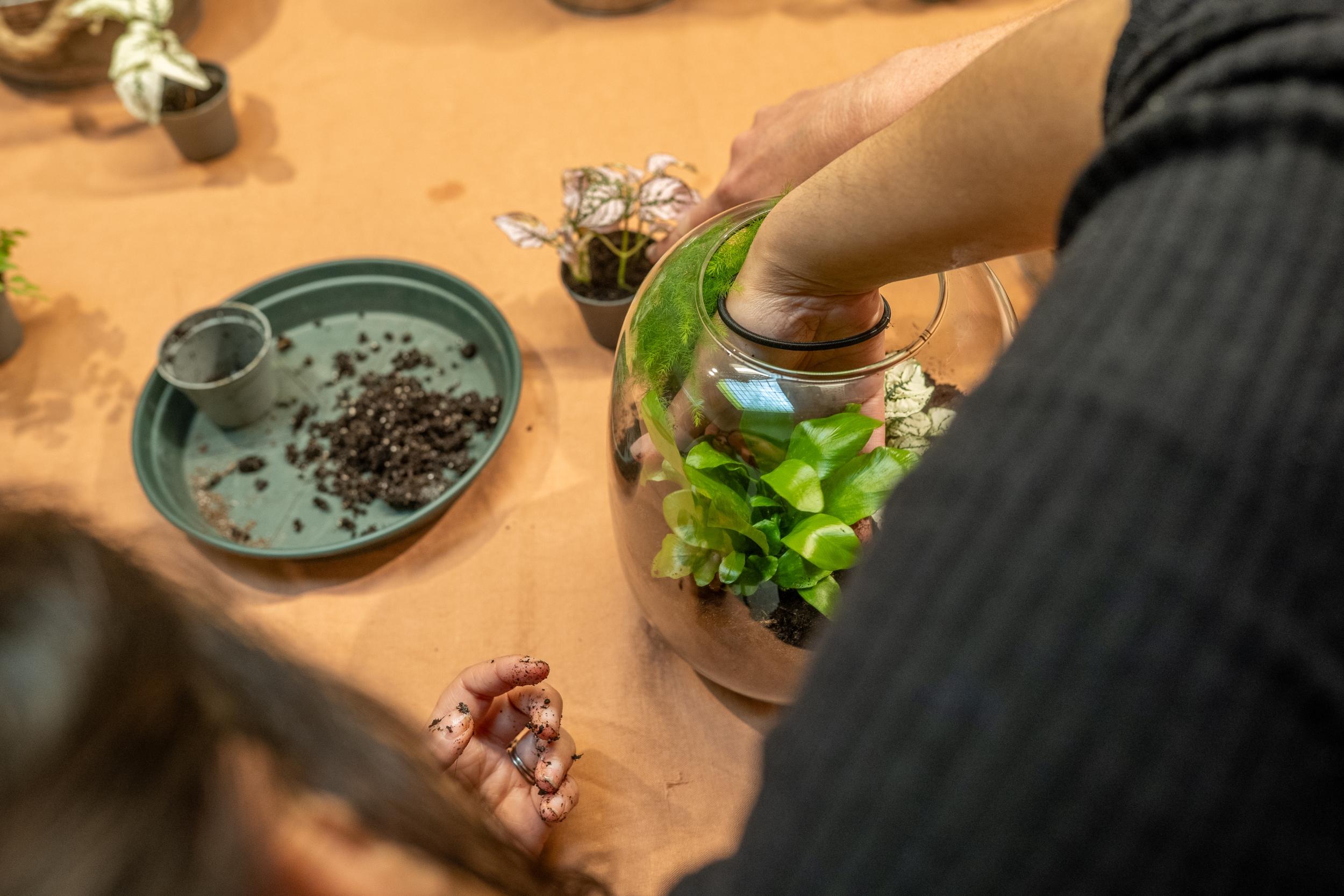 Wecandoo - Réalisez votre terrarium autour d'un apéro avec Julie - Image n°3