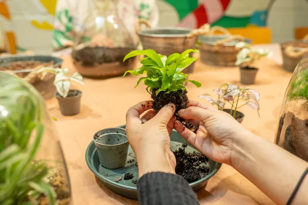 Réalisez votre terrarium autour d'un apéro avec Julie - Image n°2 - Wecandoo