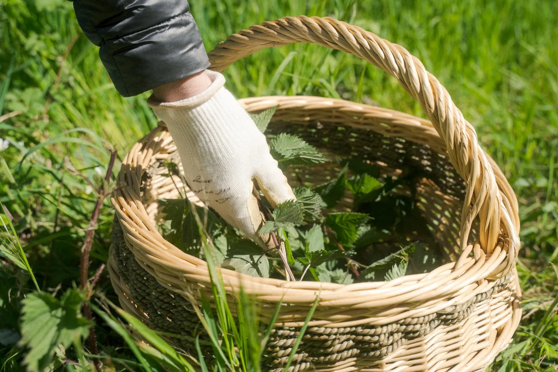 Réalisez votre tisane avec Carine - Image n°5 - Wecandoo