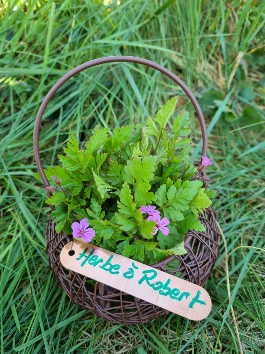 Initiez-vous à la cueillette sauvage - Image n°1 - Wecandoo