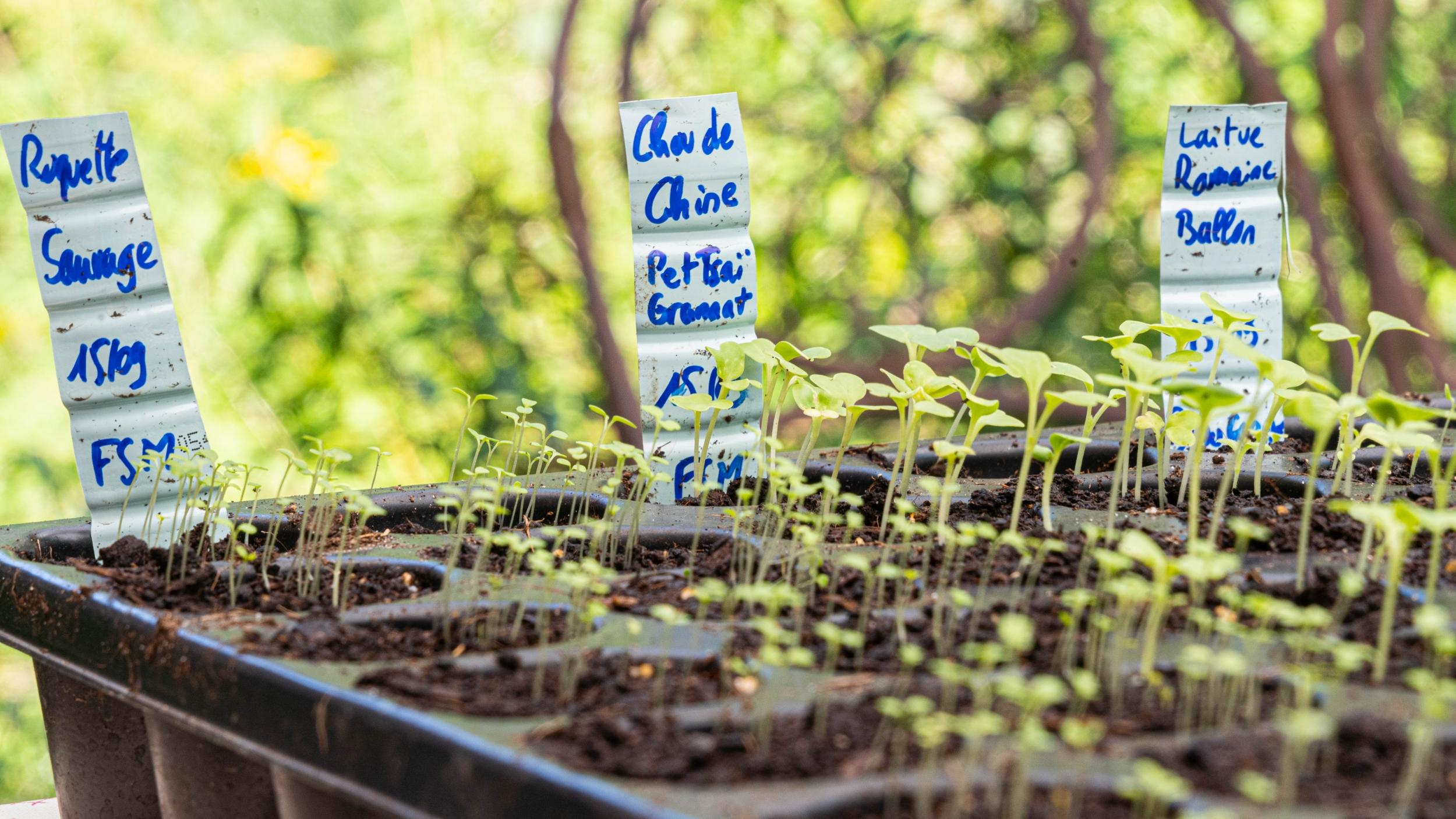 Wecandoo - Réalisez votre potager en permaculture avec Didier - Image n°8
