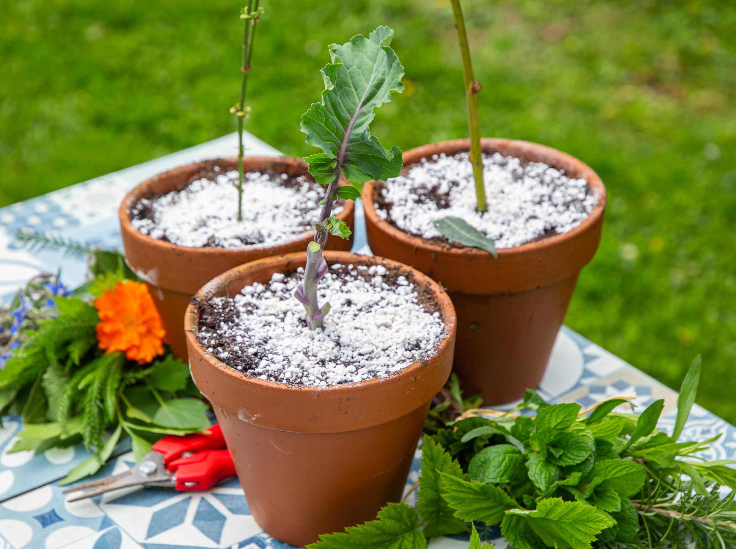 Initiez-vous au bouturage