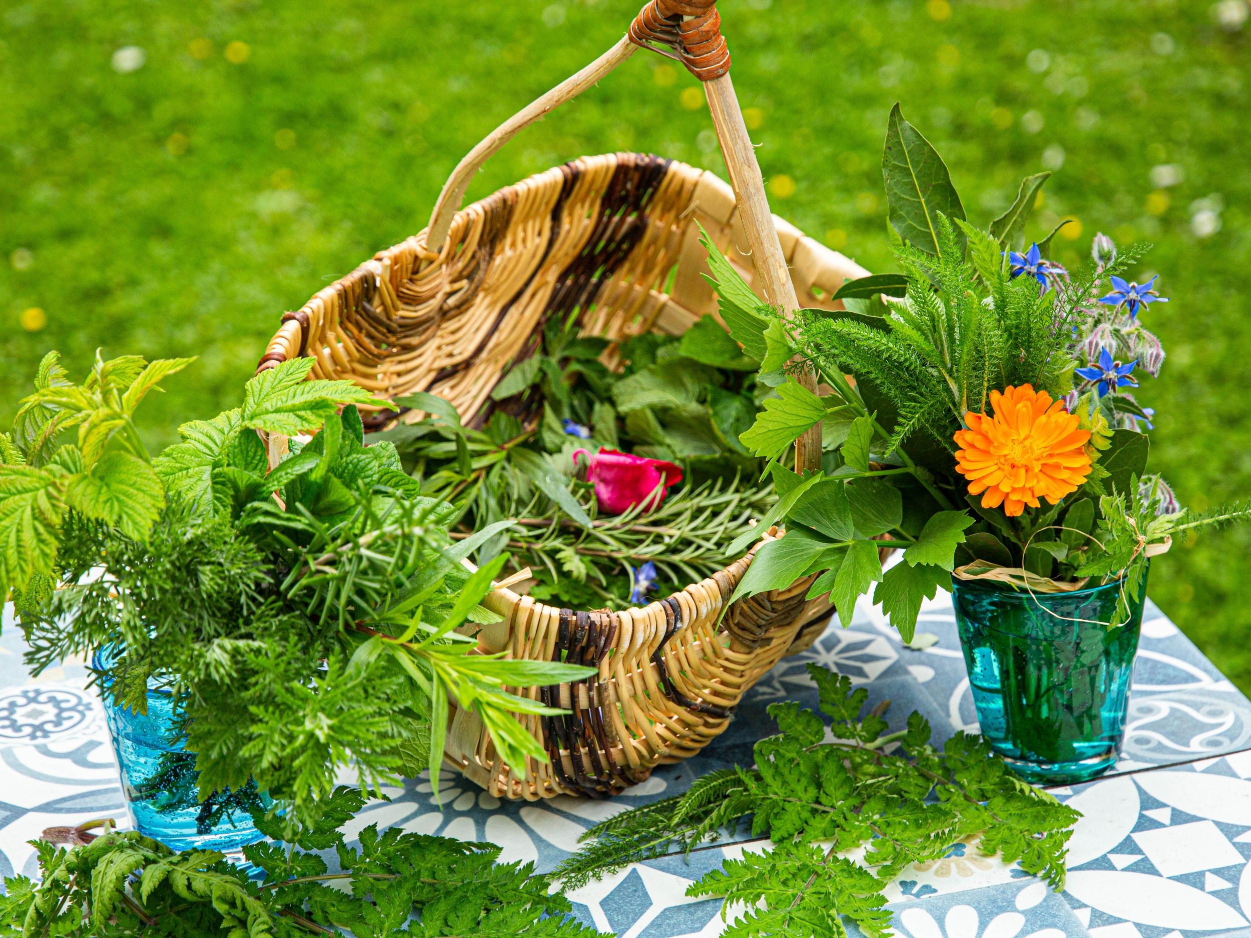 Wecandoo - Récoltez vos plantes sauvages comestibles avec Marie - Image n°5