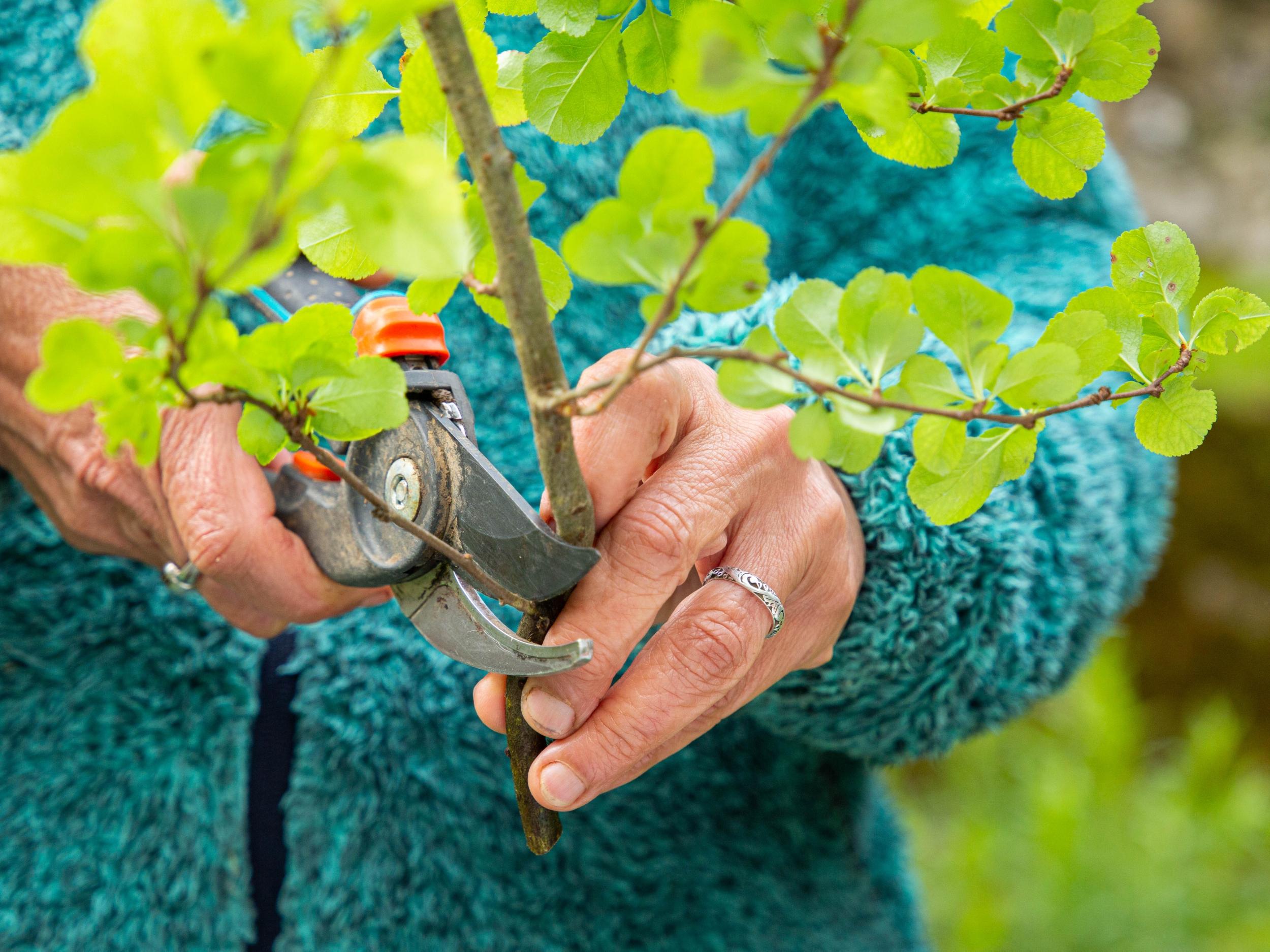 Wecandoo - Récoltez vos plantes sauvages comestibles avec Marie - Image n°2