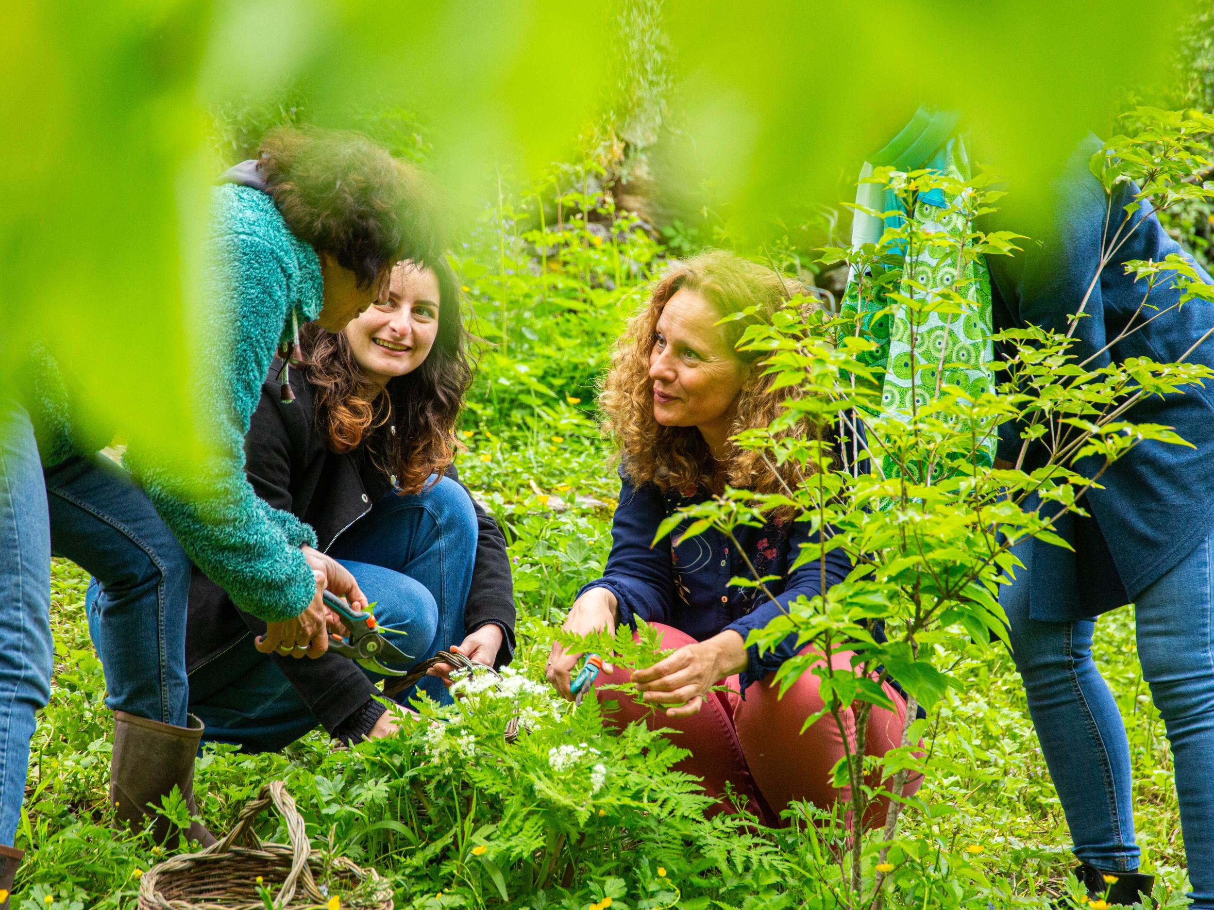 Wecandoo - Récoltez vos plantes sauvages comestibles avec Marie - Image n°4
