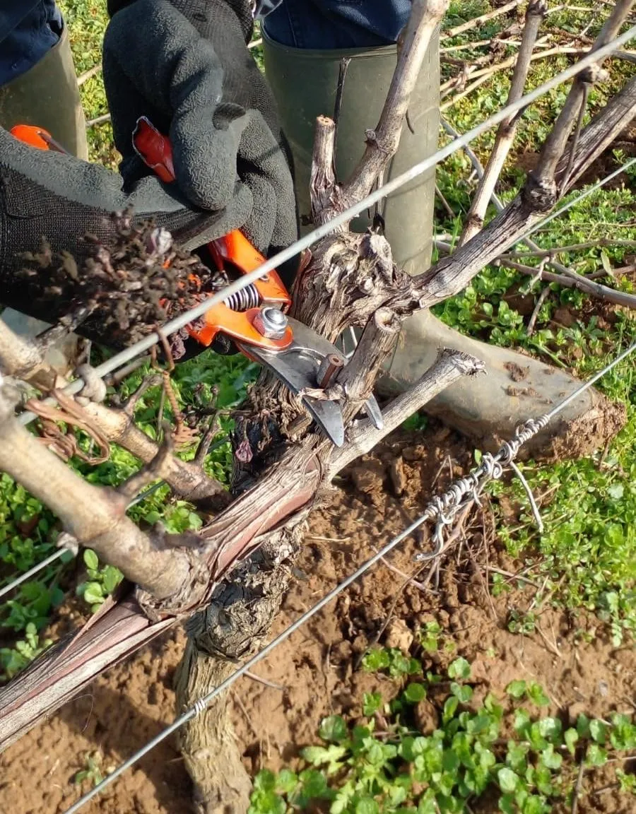 Découvrez le travail de la vigne et déjeunez au domaine - Image n°1 - Wecandoo