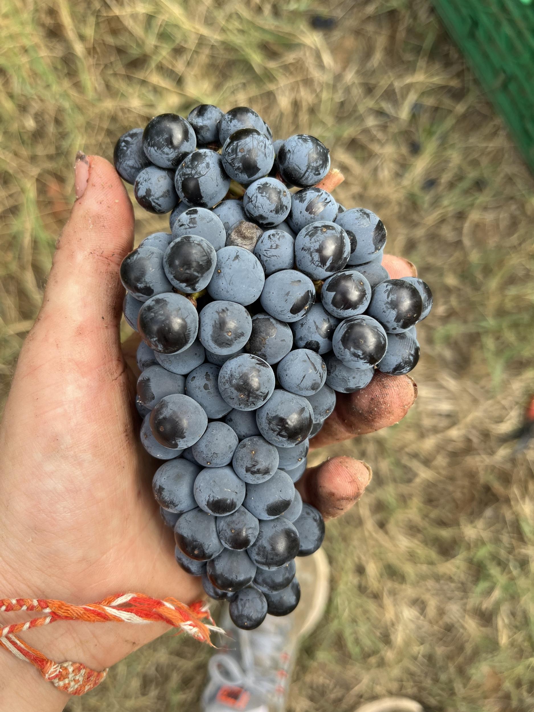 Découvrez le travail de la vigne et déjeunez
