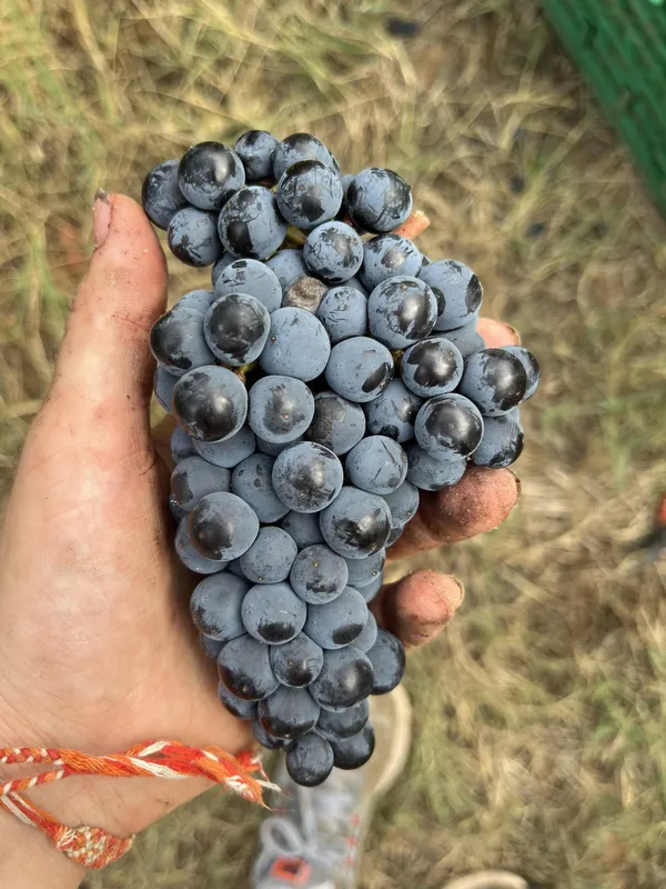 Wecandoo - Découvrez le travail de la vigne et déjeunez
