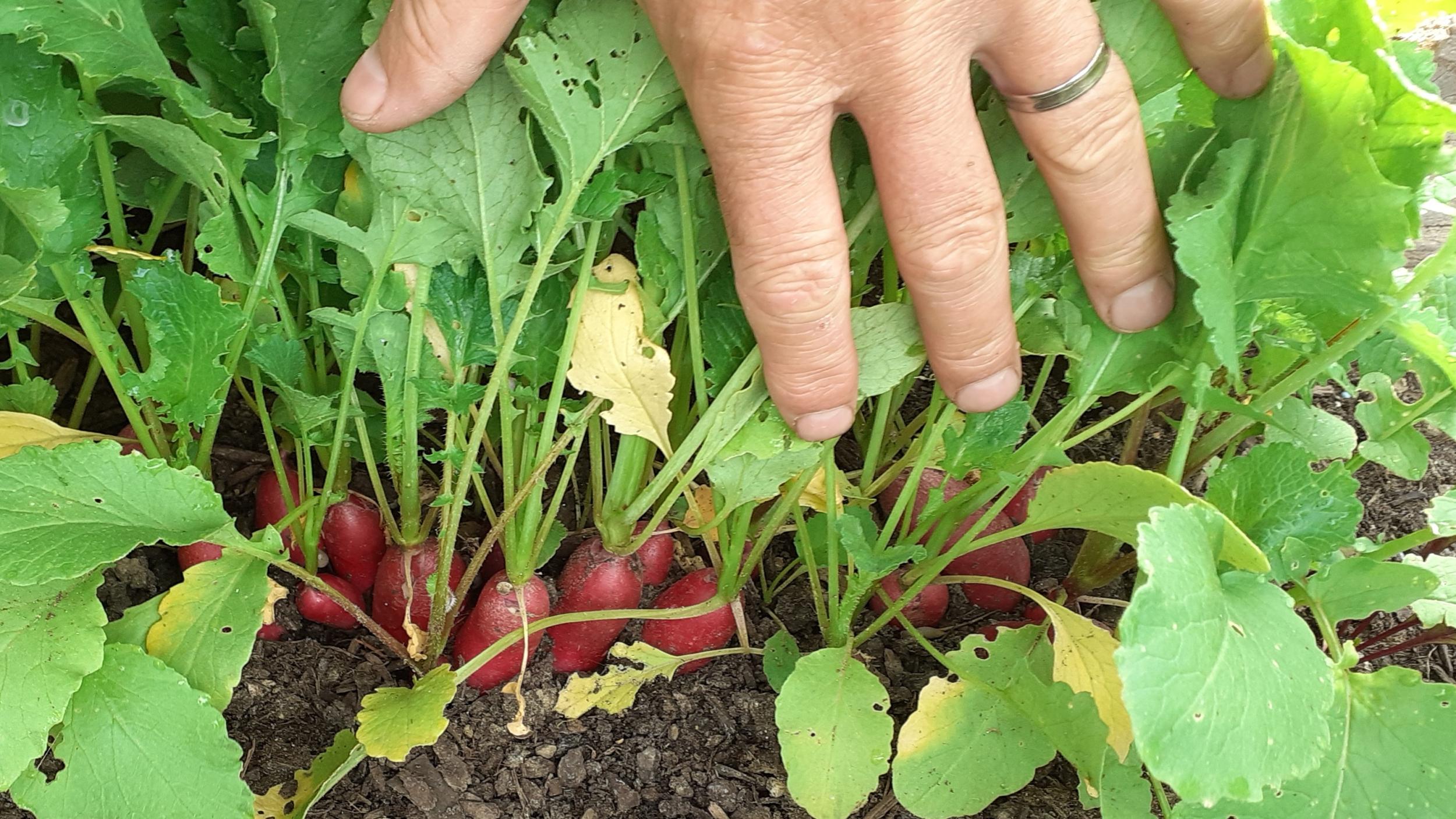 Wecandoo - Initiez-vous au jardinage écologique avec Christophe - Image n°3