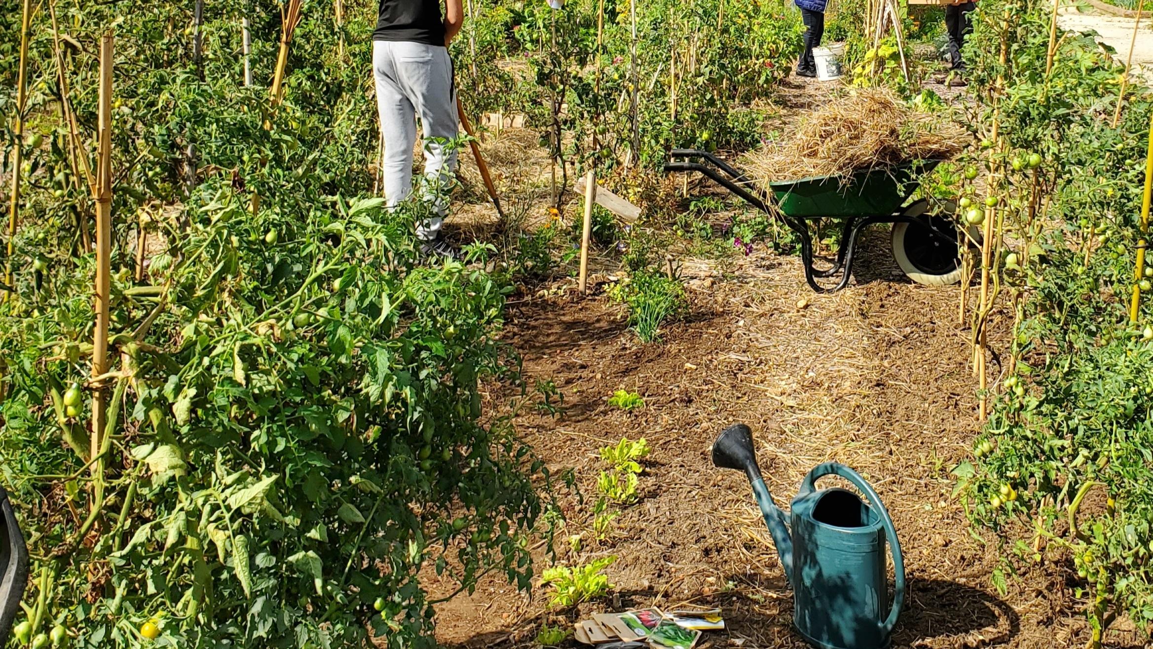 Wecandoo - Initiez-vous au jardinage écologique avec Christophe - Image n°7