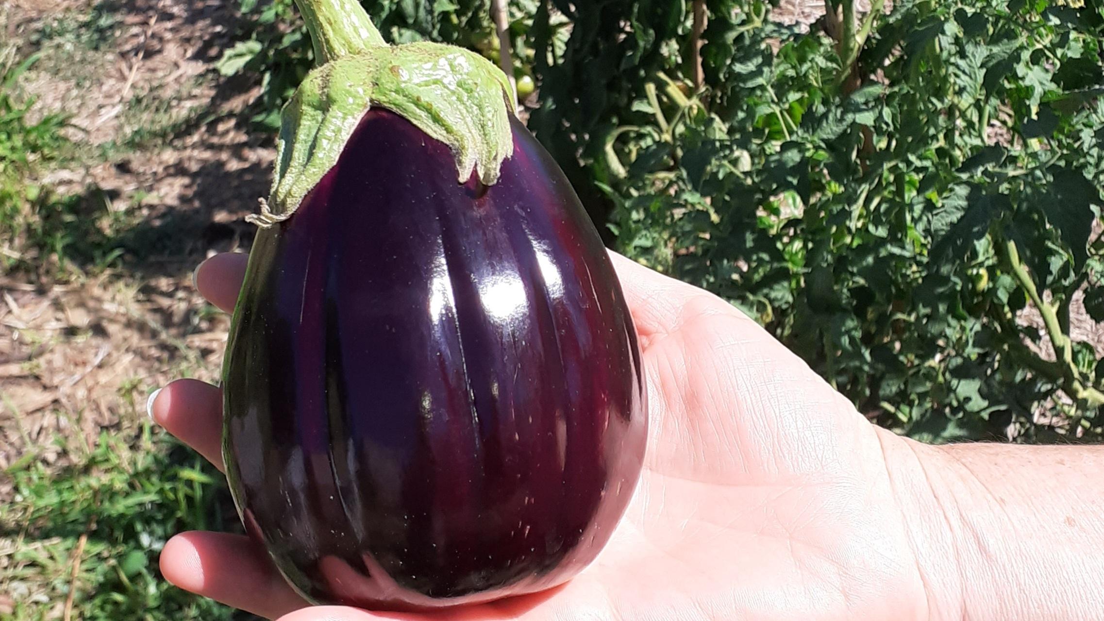 Wecandoo - Initiez-vous au jardinage écologique avec Christophe - Image n°8