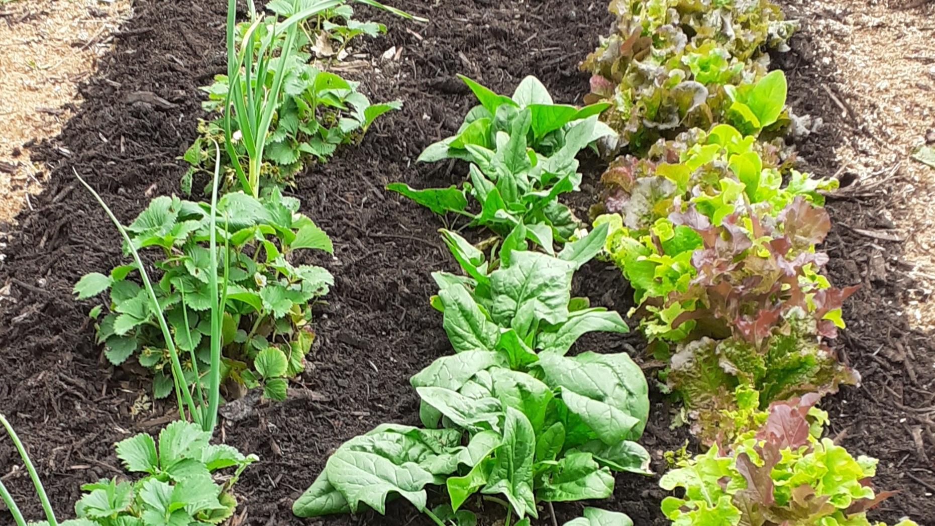 Wecandoo - Initiez-vous au jardinage écologique avec Christophe - Image n°9