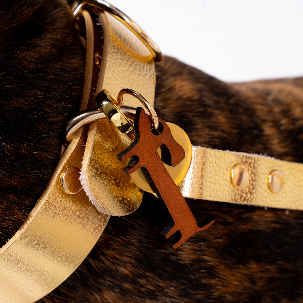 Wecandoo - Réalisez votre collier pour chien avec Elisabeth, Marc, Laetitia et Juliette - Image n°7