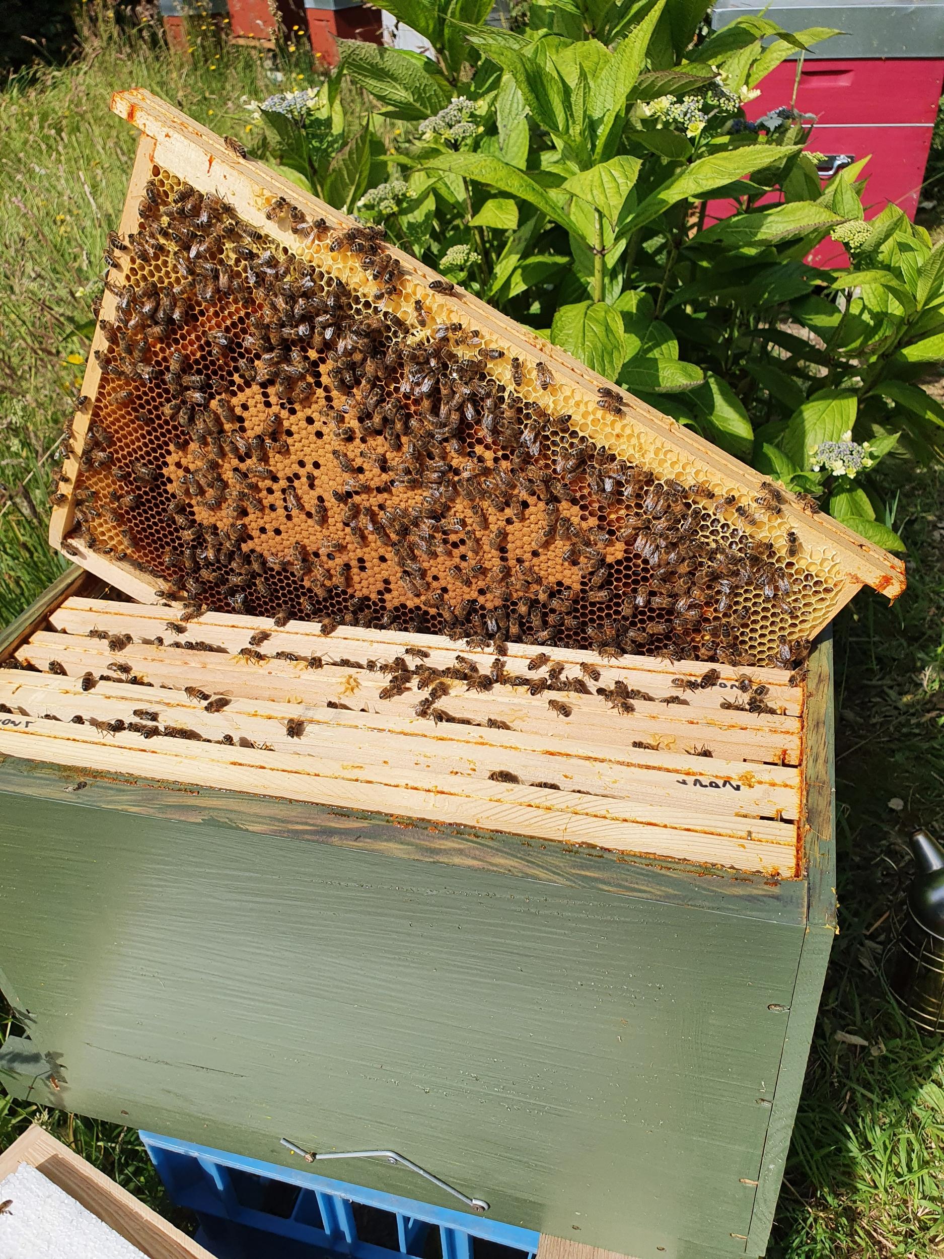 Wecandoo - Découvrez le monde de l'apiculture avec Sylvia - Image n°11