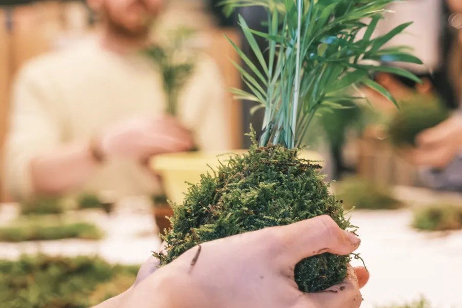 Réalisez votre Kokédama avec Fanny et Donatien - Image n°1 - Wecandoo