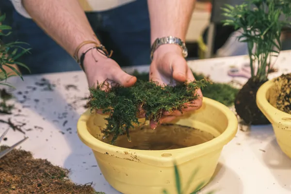 Réalisez votre Kokédama avec Fanny et Donatien - Image n°2 - Wecandoo