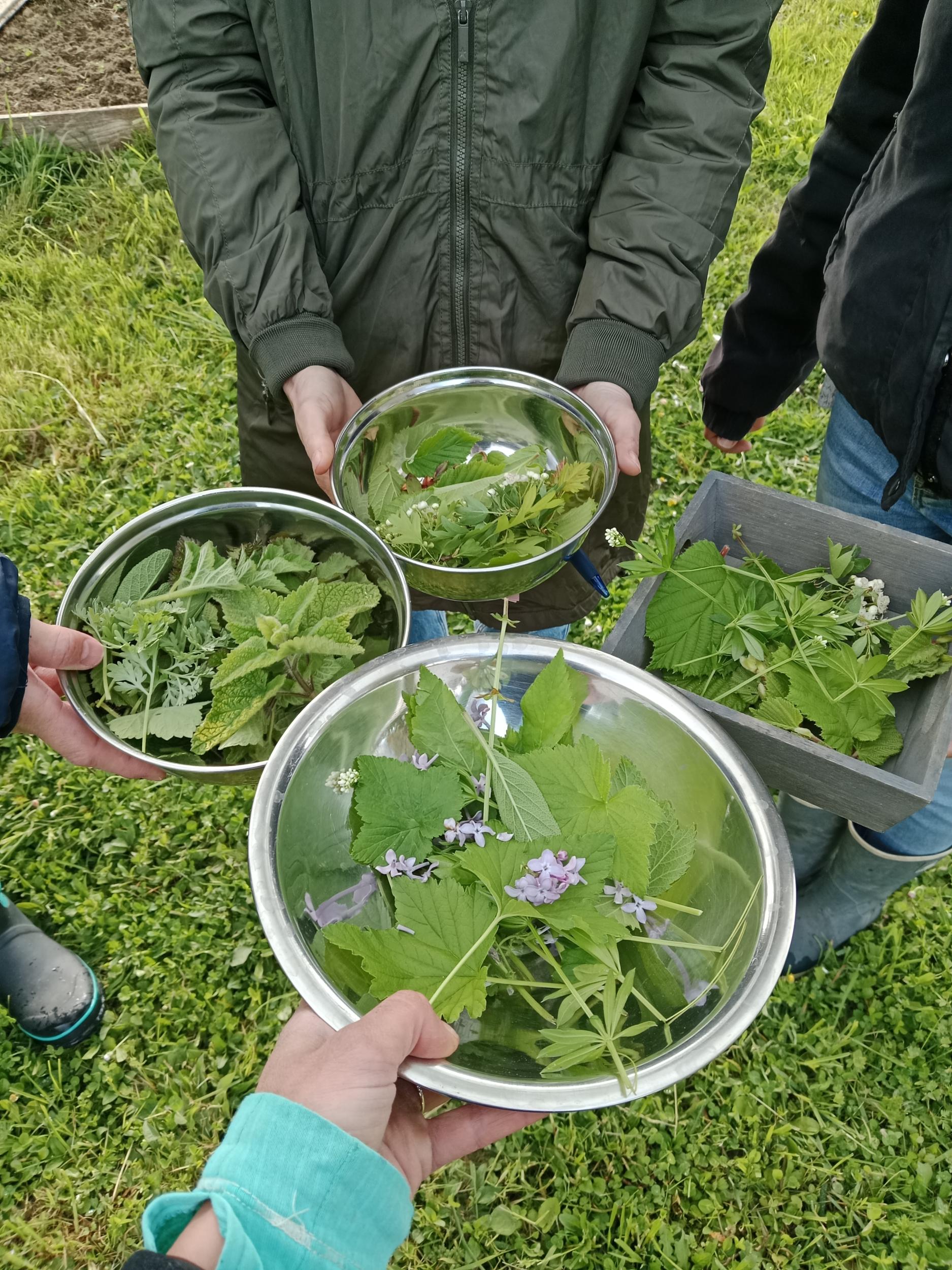 Wecandoo - Cueillez et dégustez des plantes comestibles avec Sylvie - Image n°4