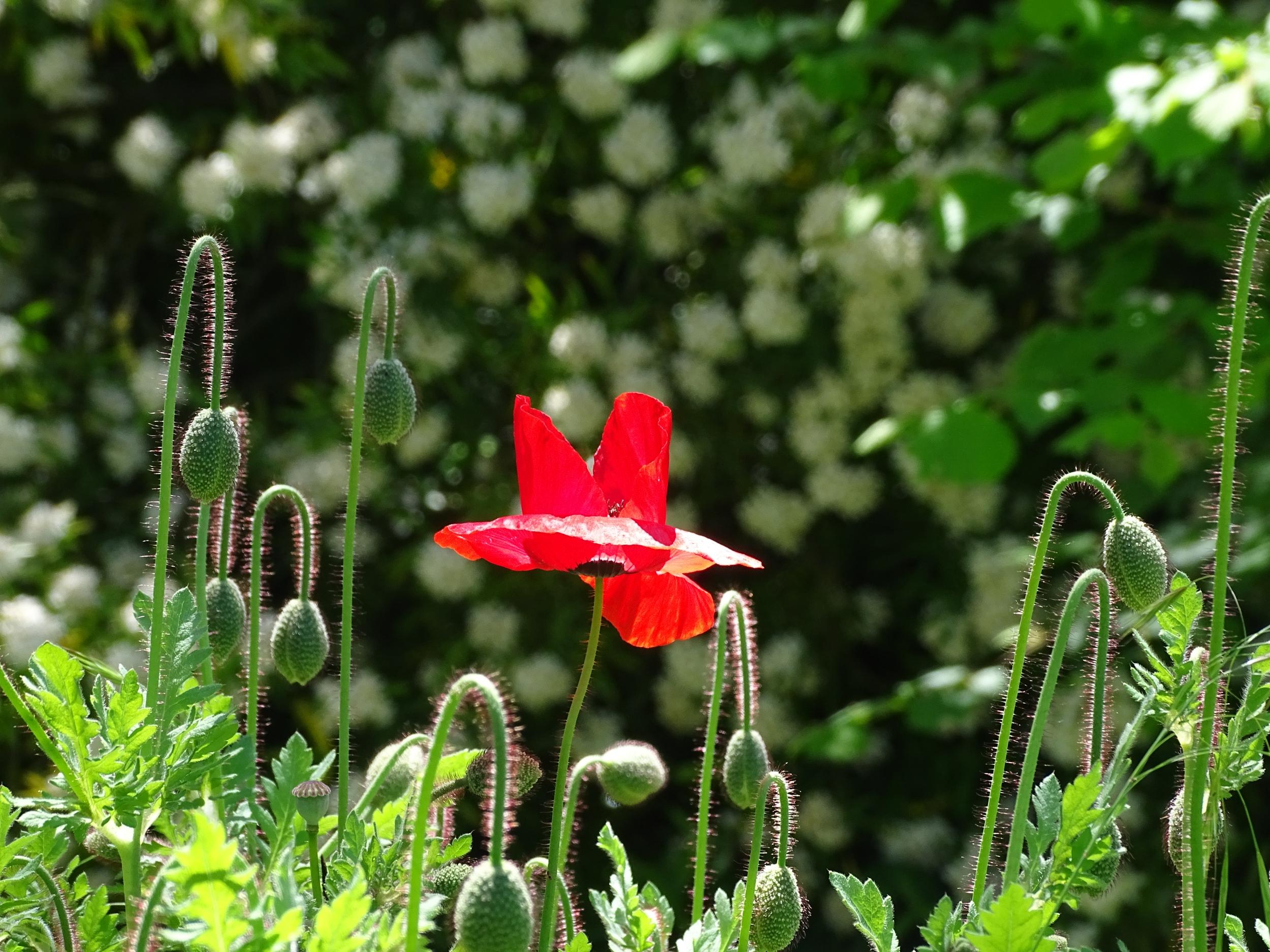 Wecandoo - Cueillez et dégustez des plantes comestibles avec Sylvie - Image n°8