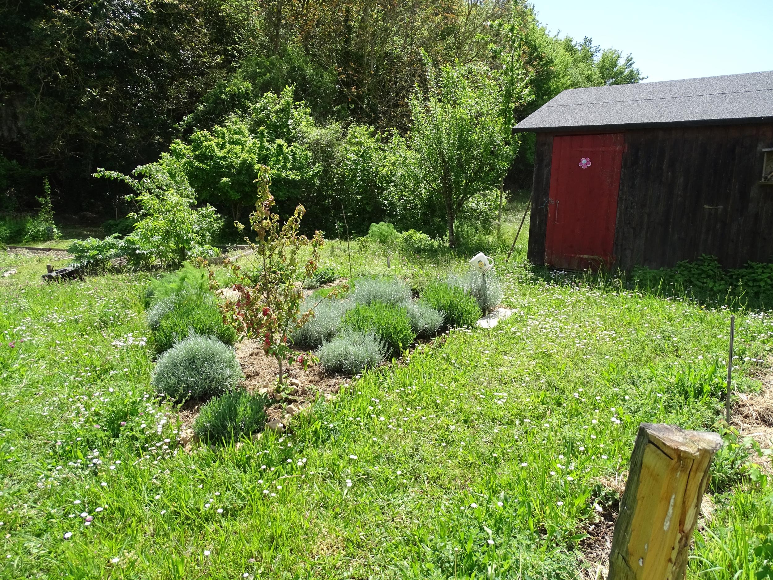 Wecandoo - Cueillez et dégustez des plantes comestibles avec Sylvie - Image n°10