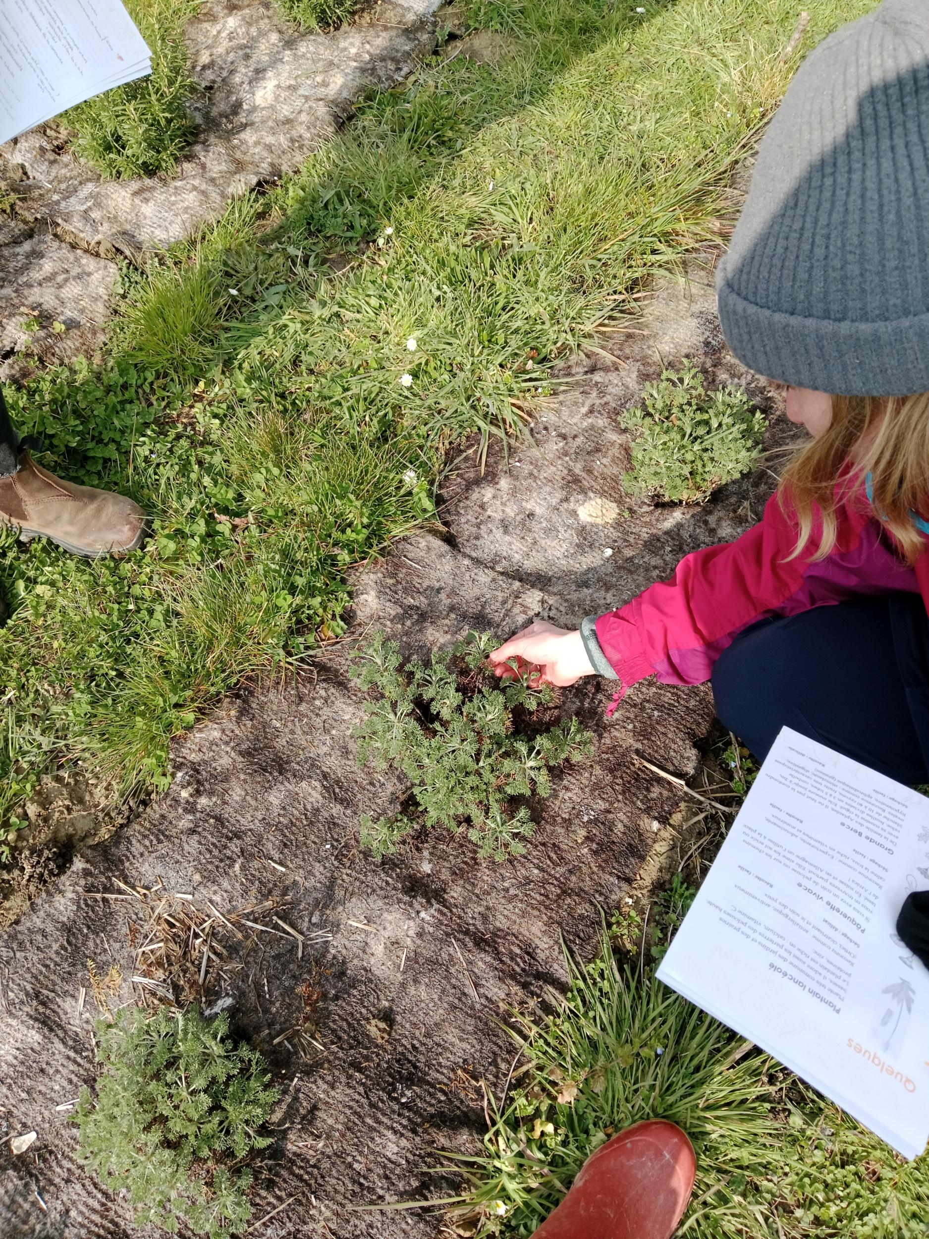 Cueillez des plantes et dégustez des tisanes