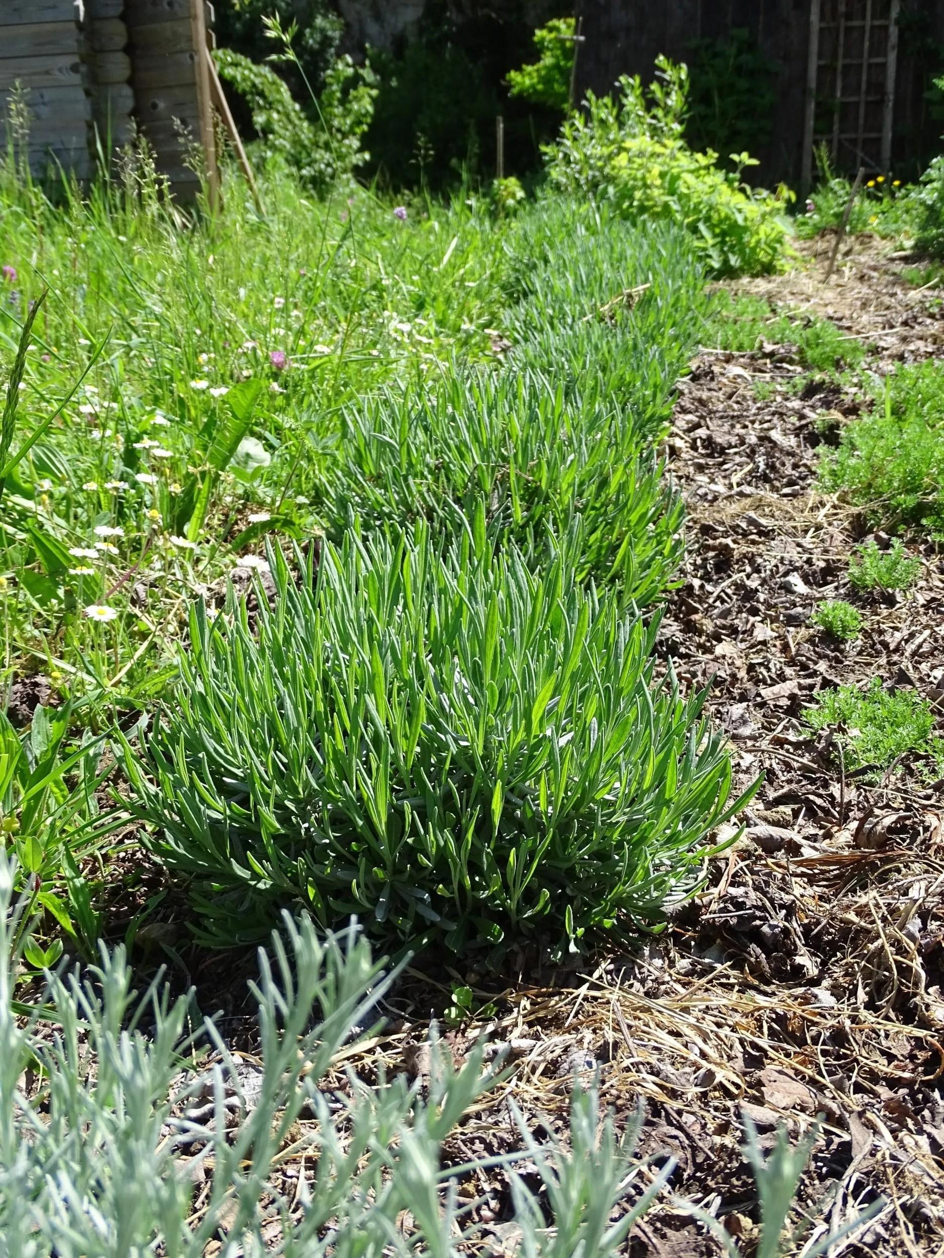 Wecandoo - Cueillez et dégustez des plantes comestibles avec Sylvie - Image n°9