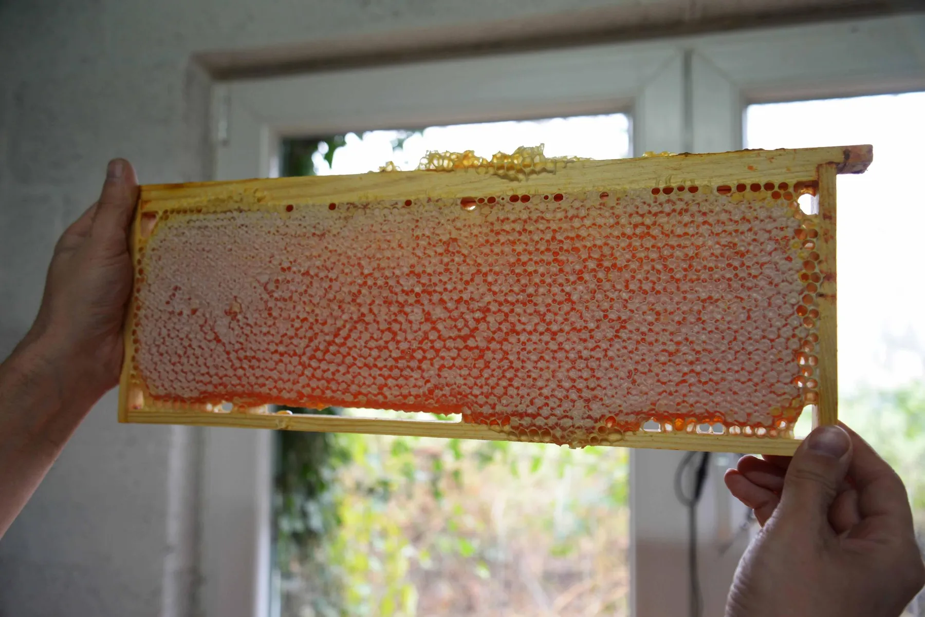 Initiez-vous à l'apiculture avec Damien - Image n°2 - Wecandoo