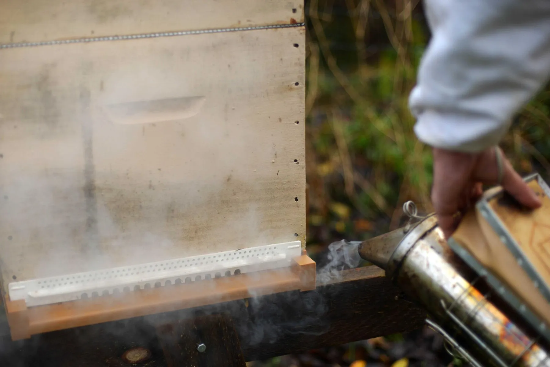 Initiez-vous à l'apiculture avec Damien - Image n°3 - Wecandoo