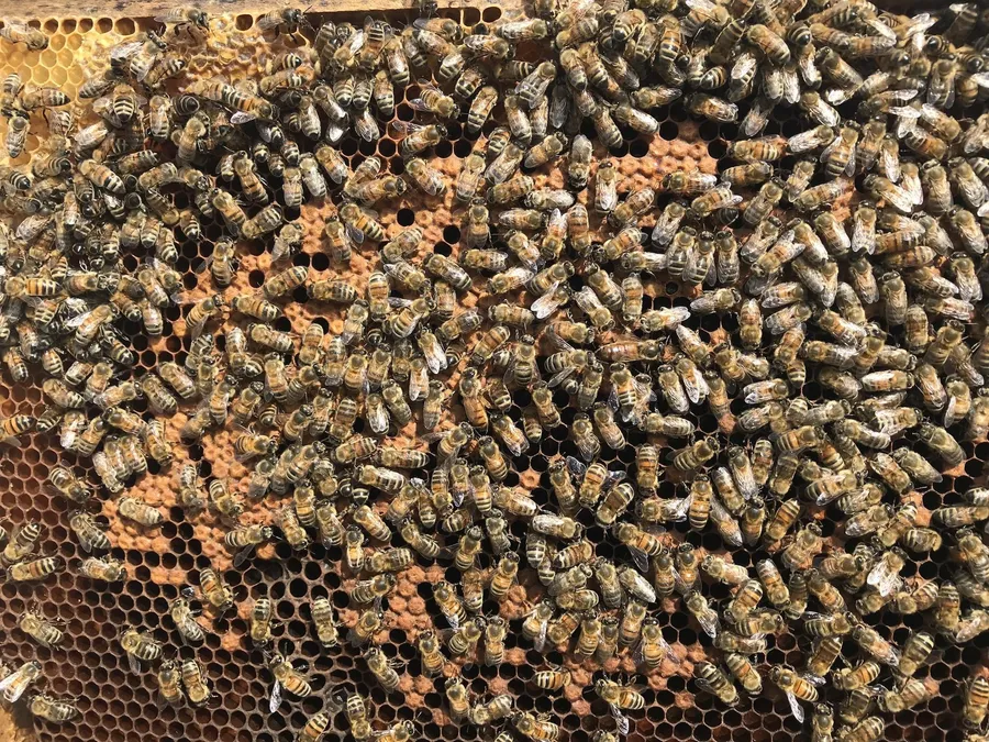 Initiez-vous à l'apiculture avec Damien - Image n°1 - Wecandoo