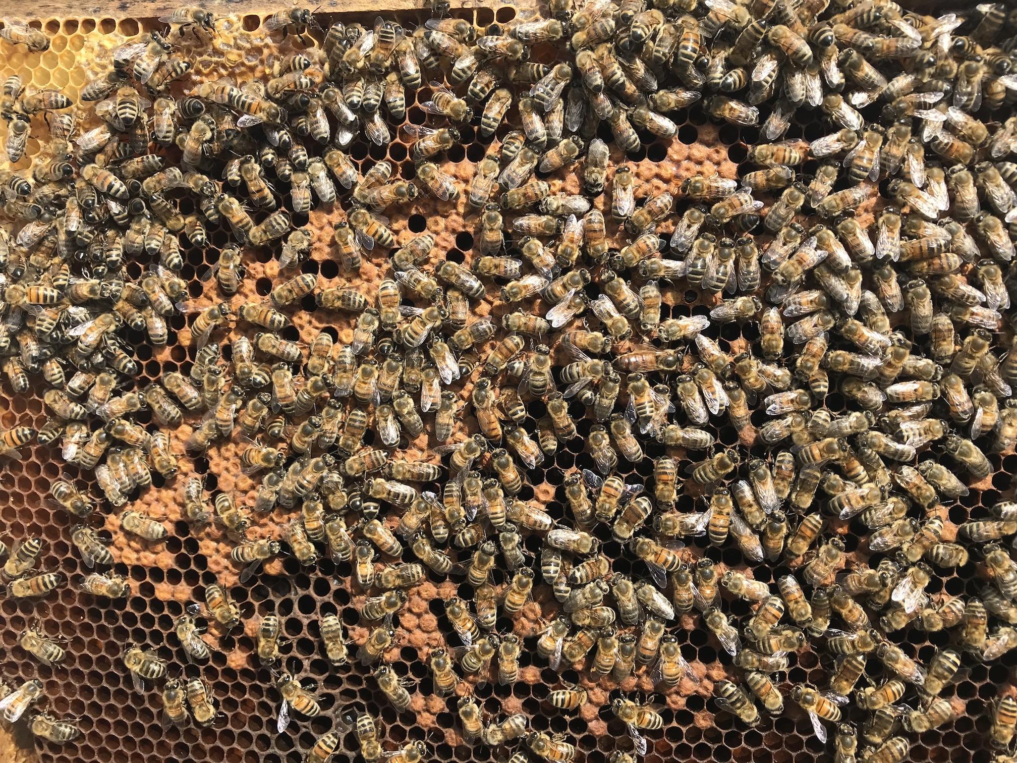 Initiez-vous à l'apiculture