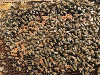 Initiez-vous à l'apiculture