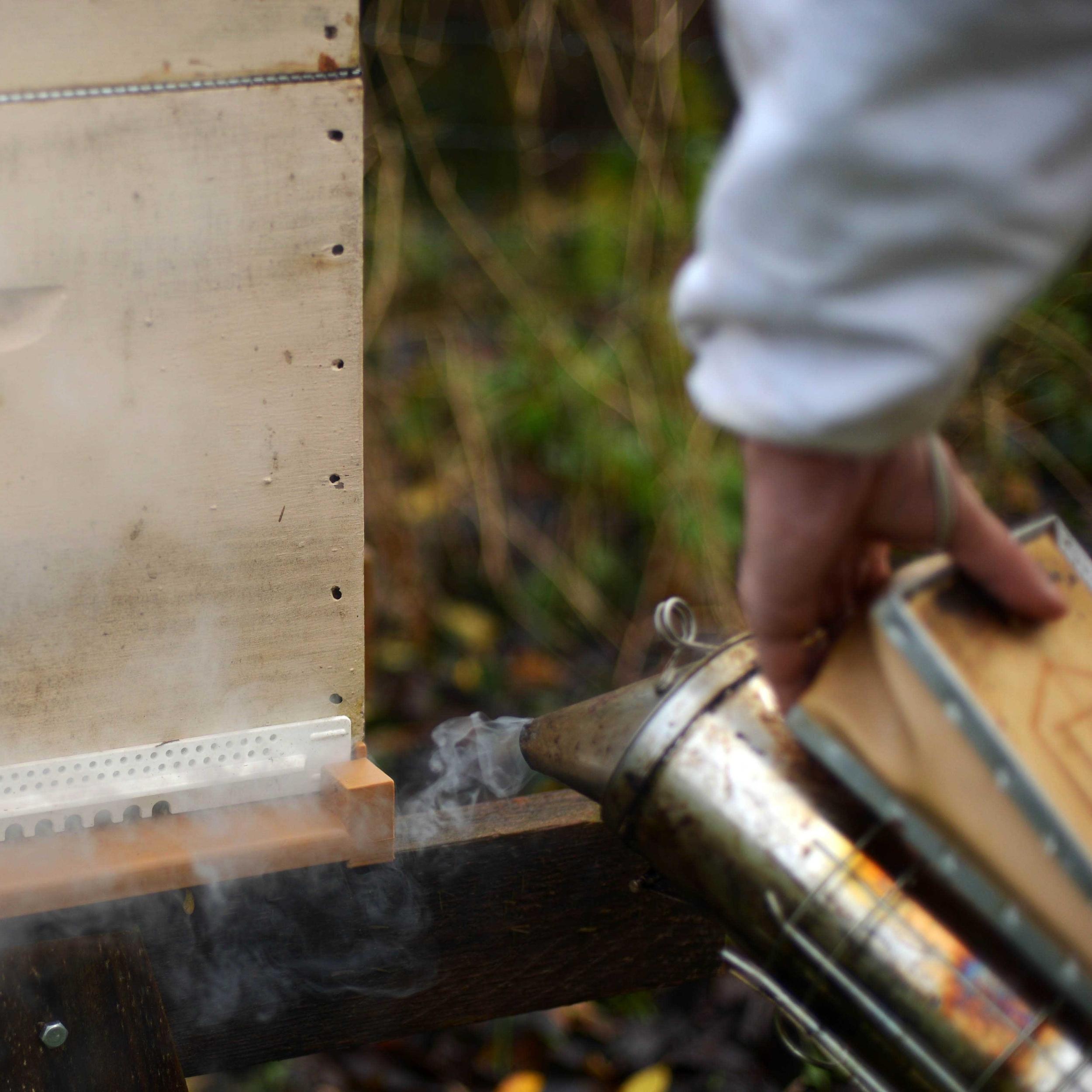 Immergez-vous dans la vie d'un apiculteur à Wavre