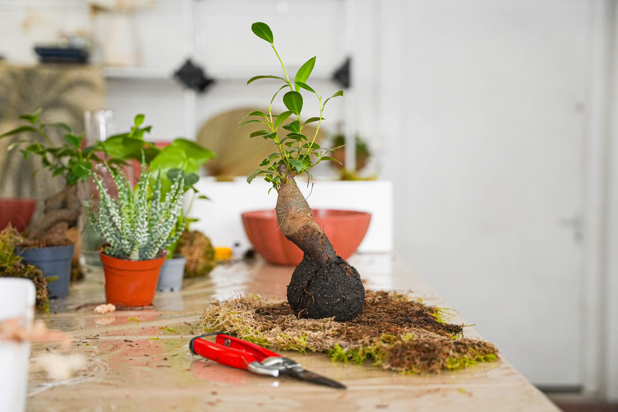 Wecandoo - Initiez-vous à l’art du kokedama avec Hugo - Image n°6