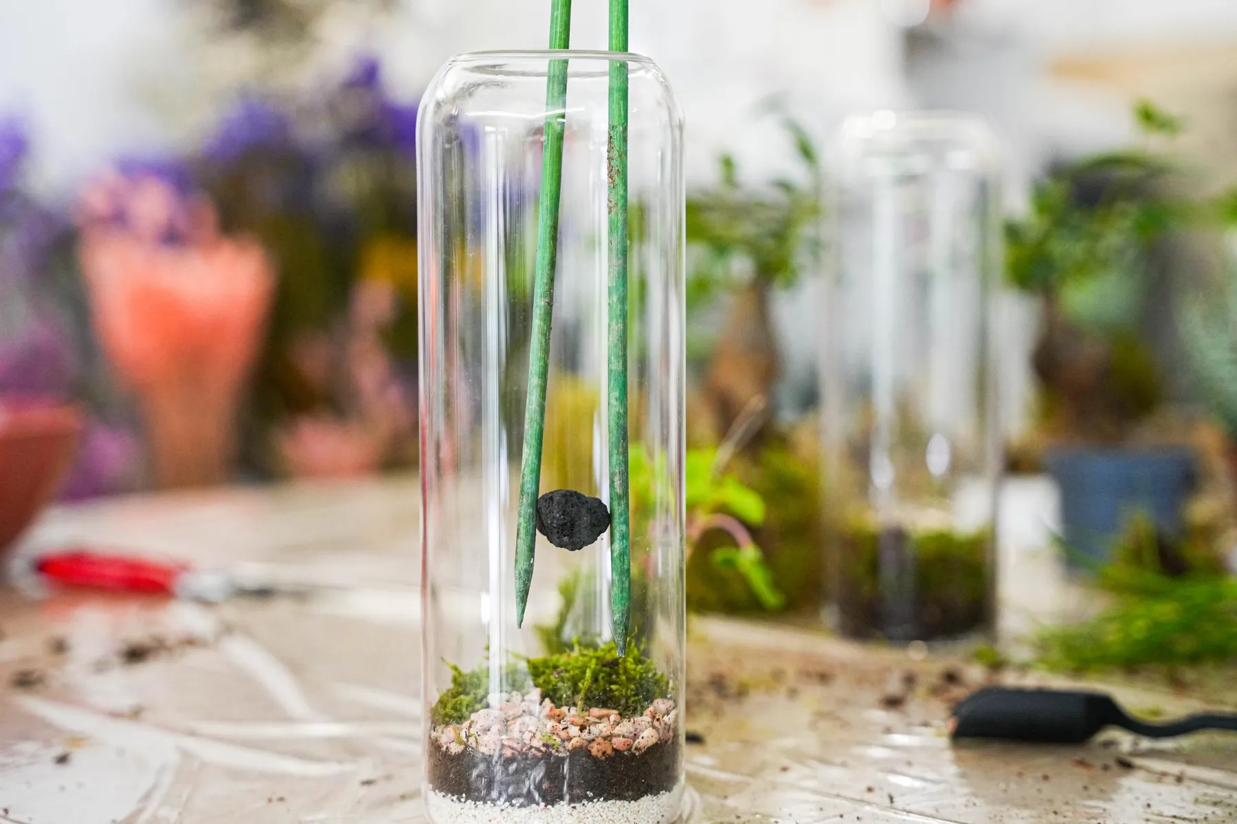 Créez votre kokedama sous cloche avec Hugo - Image n°3 - Wecandoo