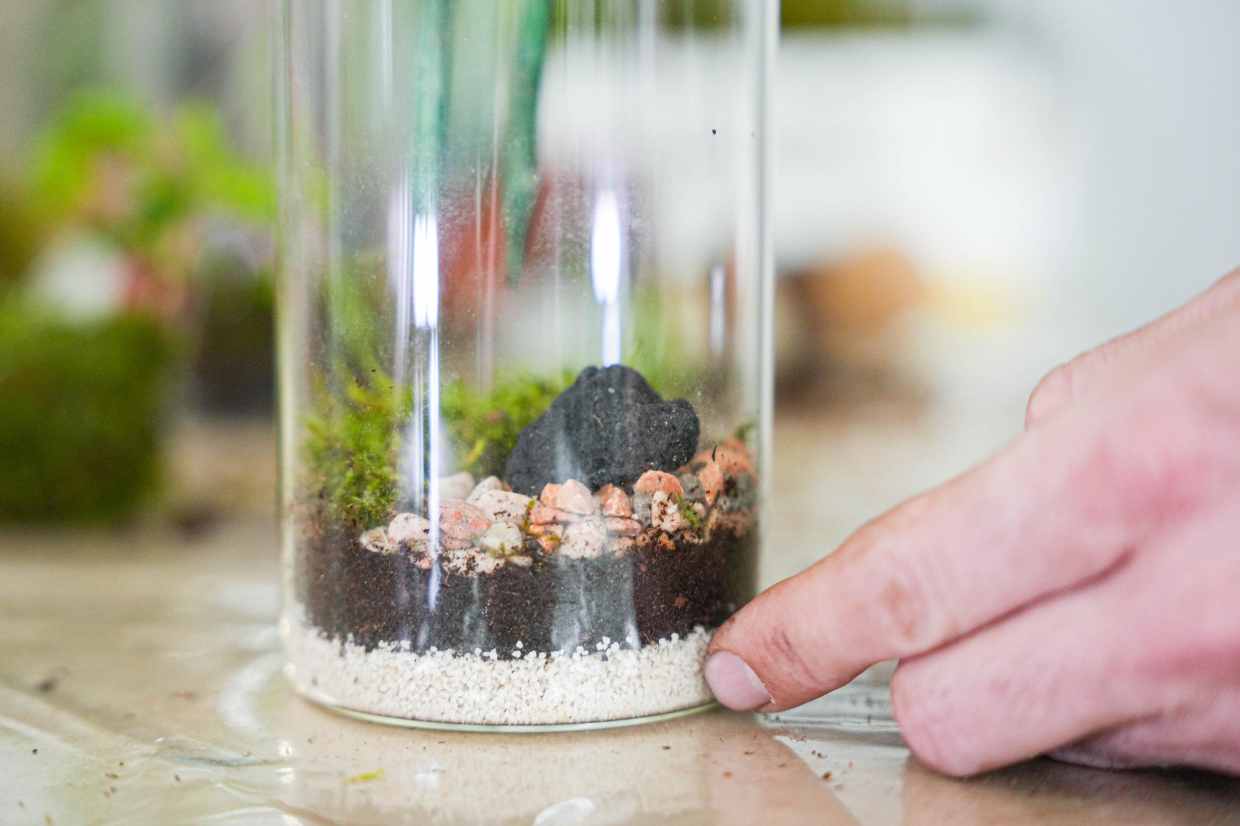 Wecandoo - Créez votre kokedama sous cloche avec Hugo - Image n°6