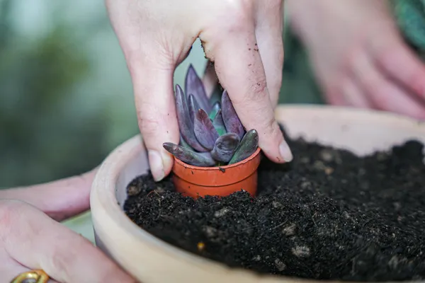 Créez votre mini-jardin avec Hugo - Afbeelding nr. 1 - Wecandoo