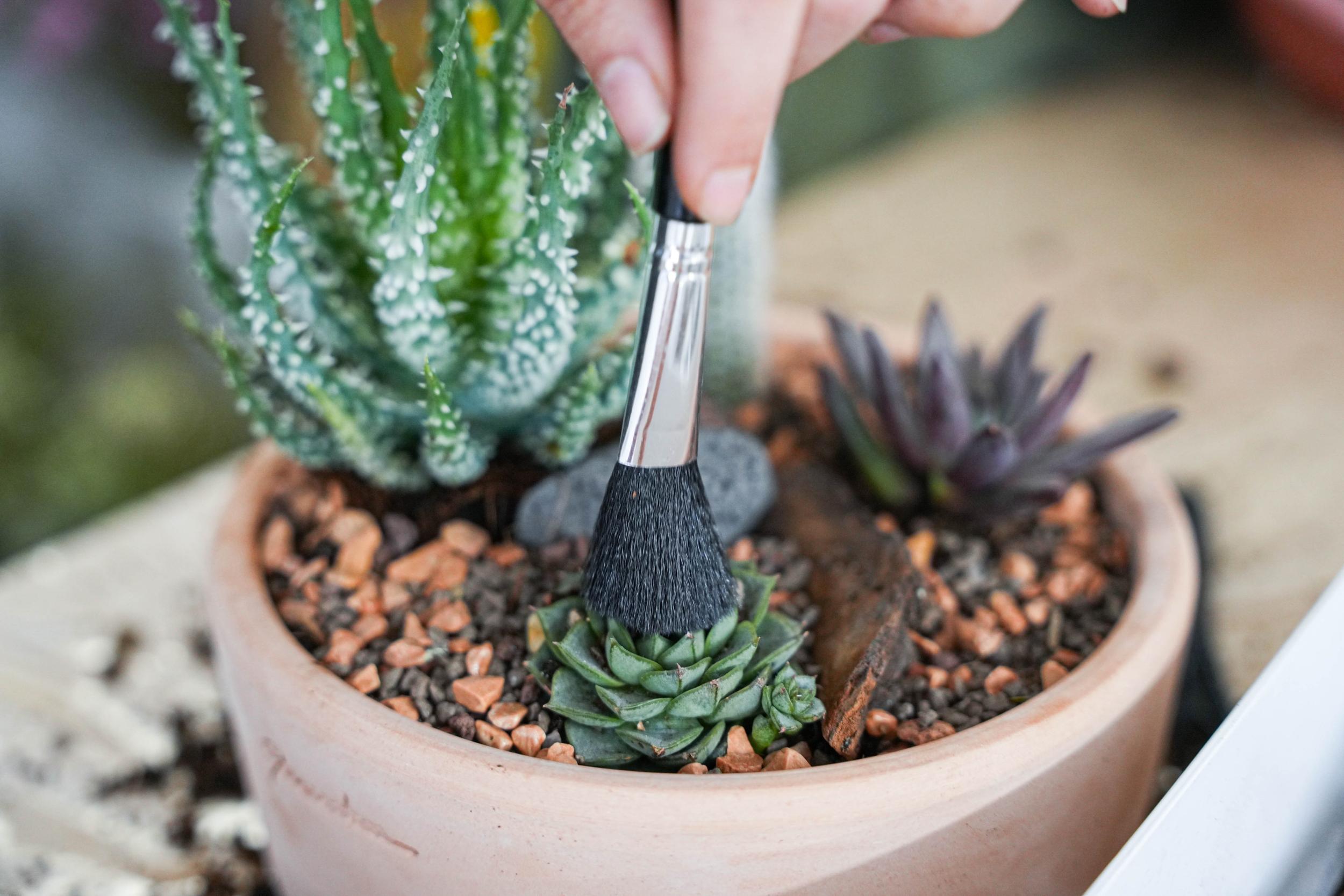 Wecandoo - Créez votre mini-jardin avec Hugo - Image n°6