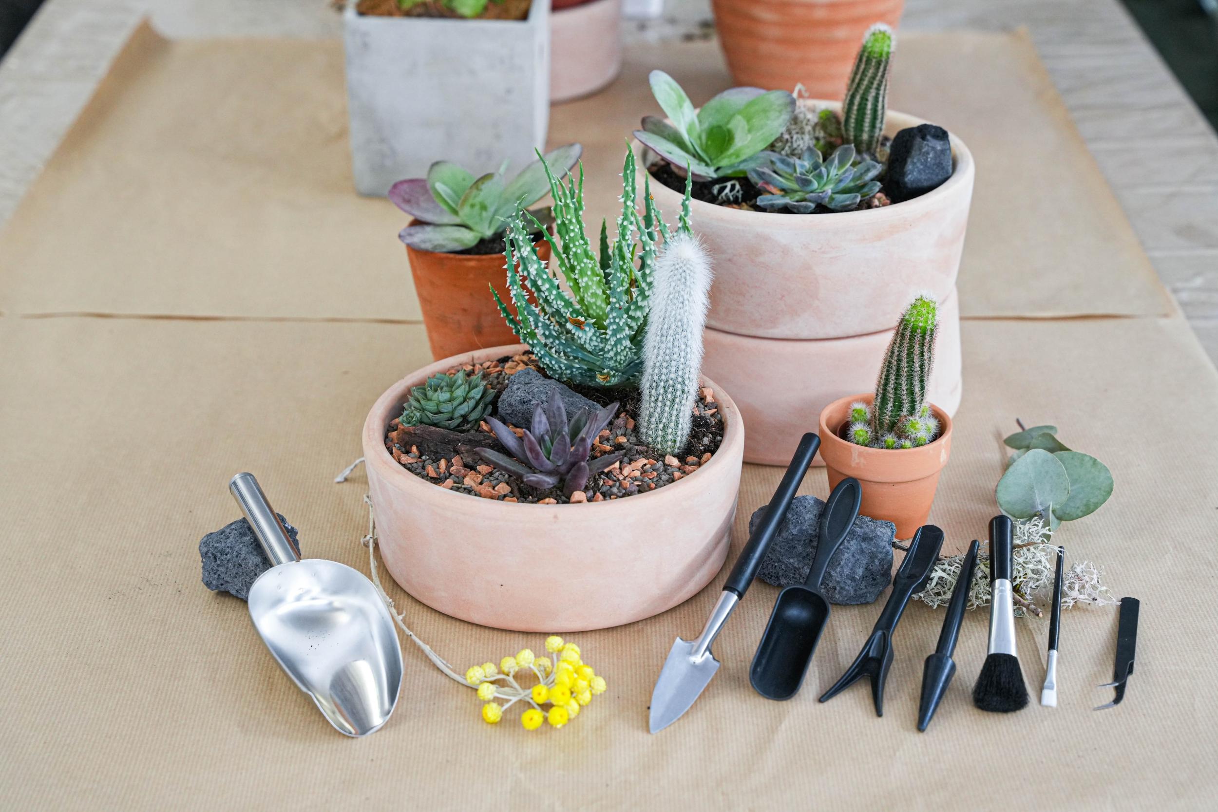 Wecandoo - Créez votre mini-jardin avec Hugo - Image n°4
