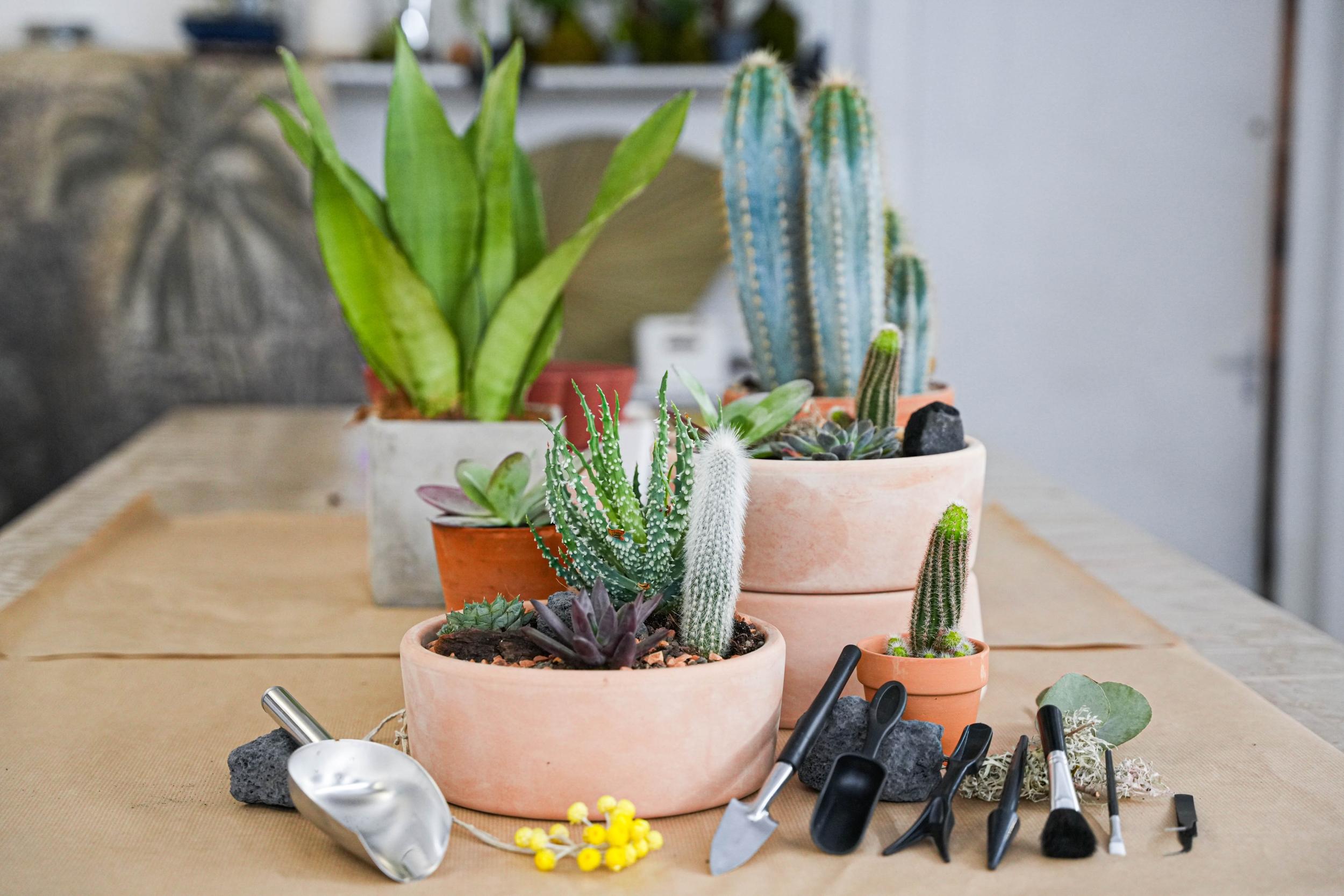 Wecandoo - Créez votre mini-jardin avec Hugo - Image n°8