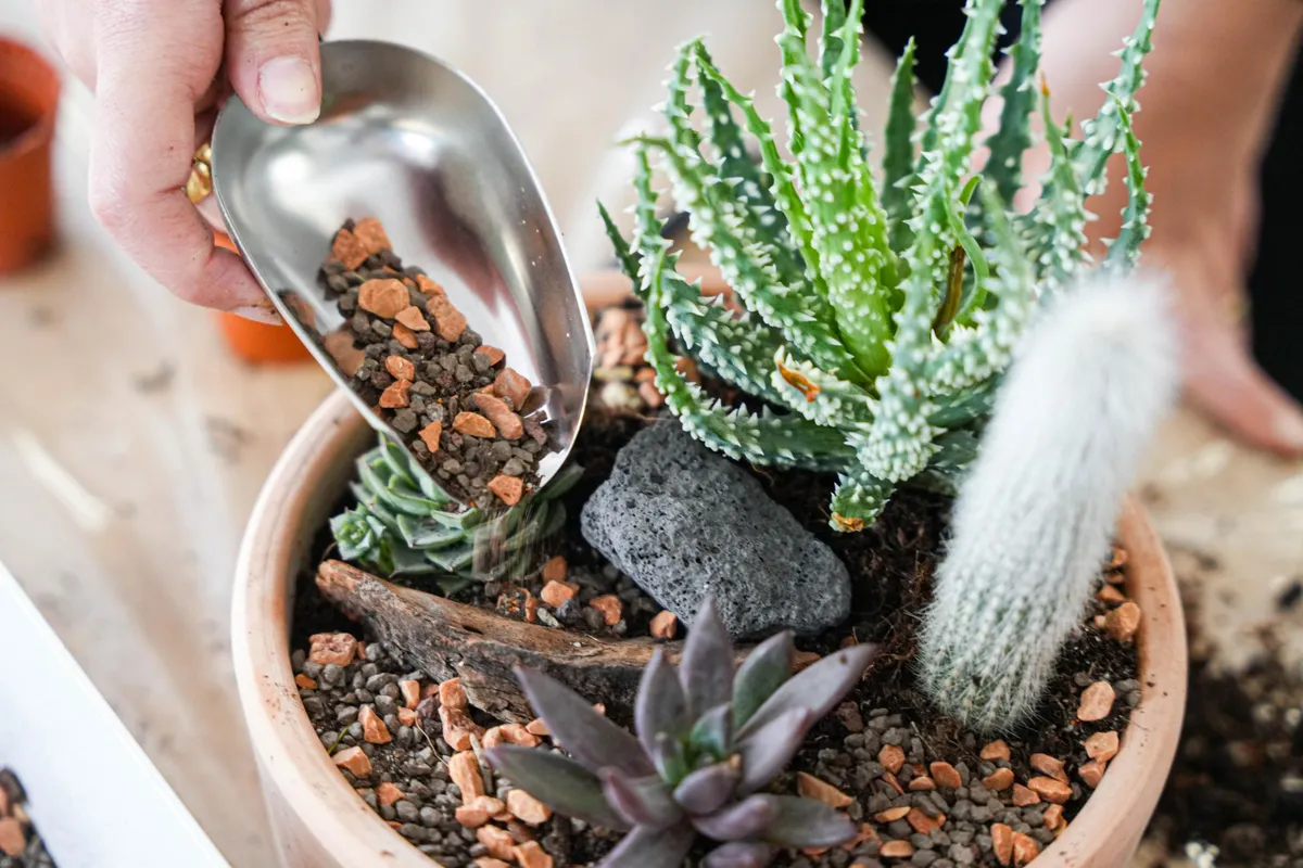 Créez votre mini-jardin