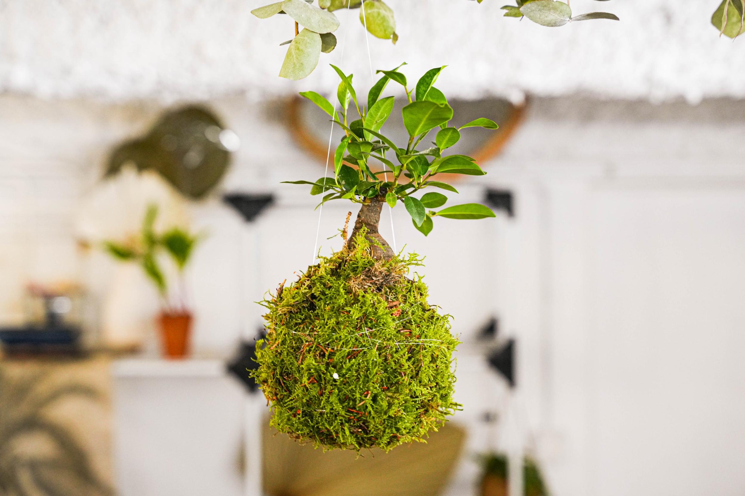 Initiez-vous à l’art du kokedama à Marseille