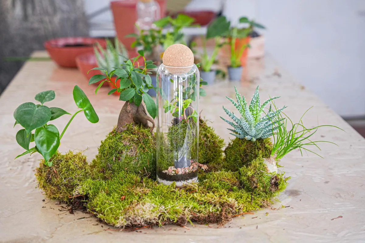 Créez votre kokedama sous cloche