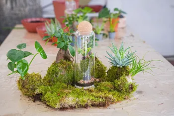 Créez votre kokedama sous cloche