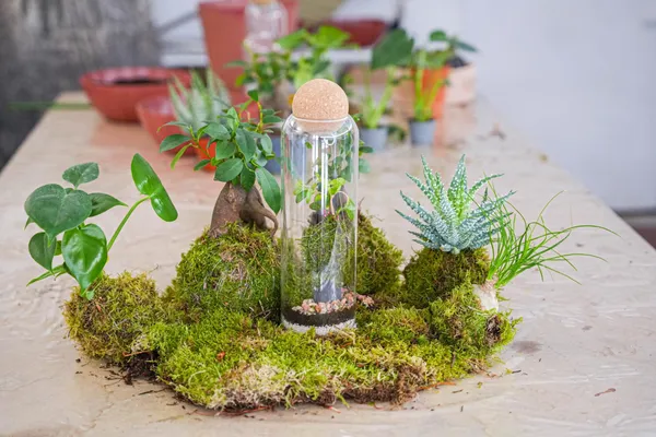 Wecandoo - Créez votre kokedama sous cloche