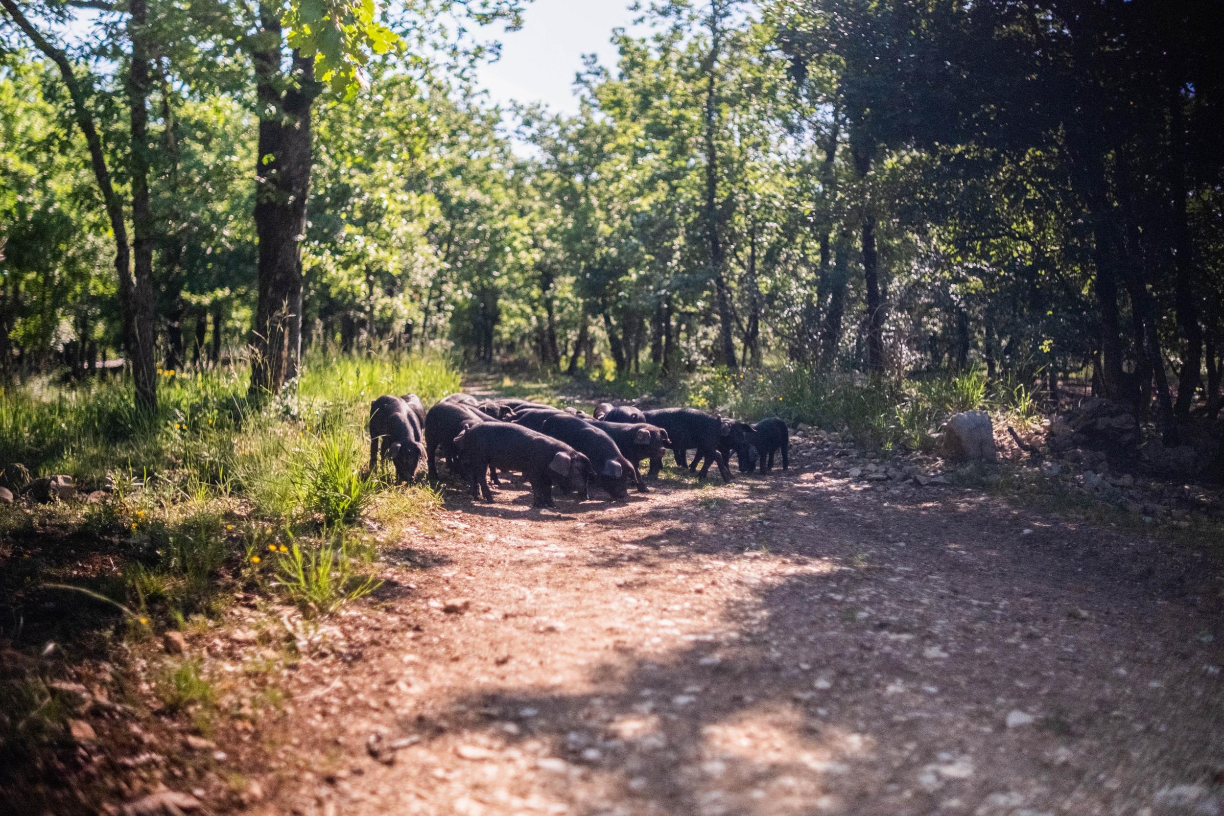 Wecandoo - Visitez une ferme de porc noir gascon et dégustez de la charcuterie avec Noellie et Eric - Image n°3