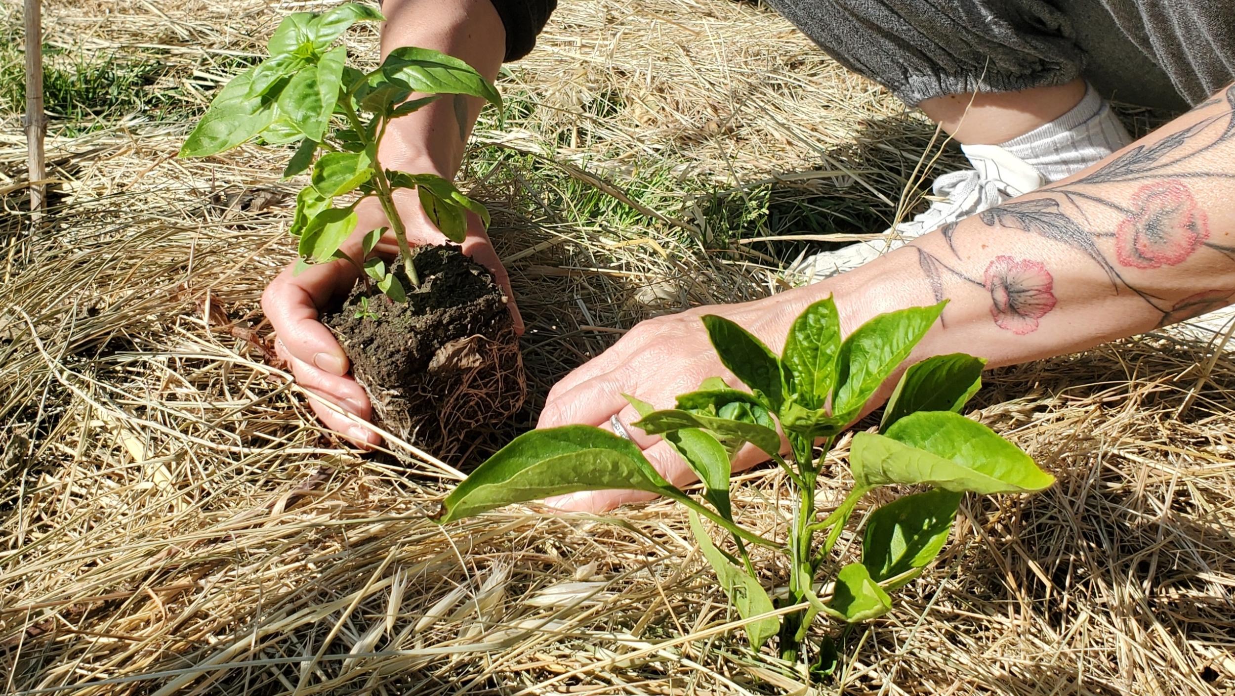 Wecandoo - Initiez-vous au jardinage écologique avec Christophe - Image n°6