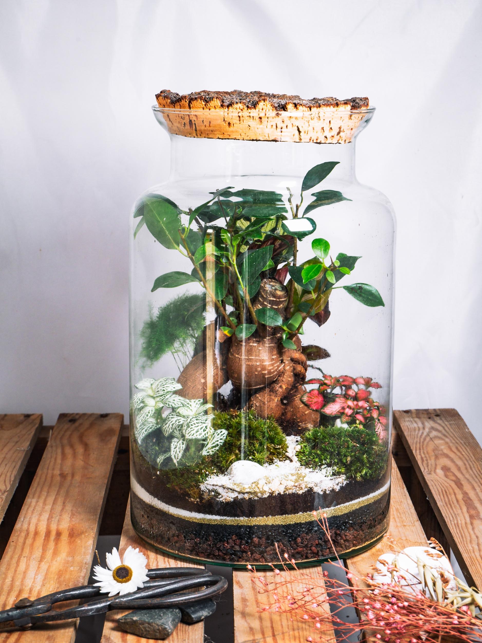 Wecandoo - Créez votre terrarium taille M - Afbeelding nr. 3