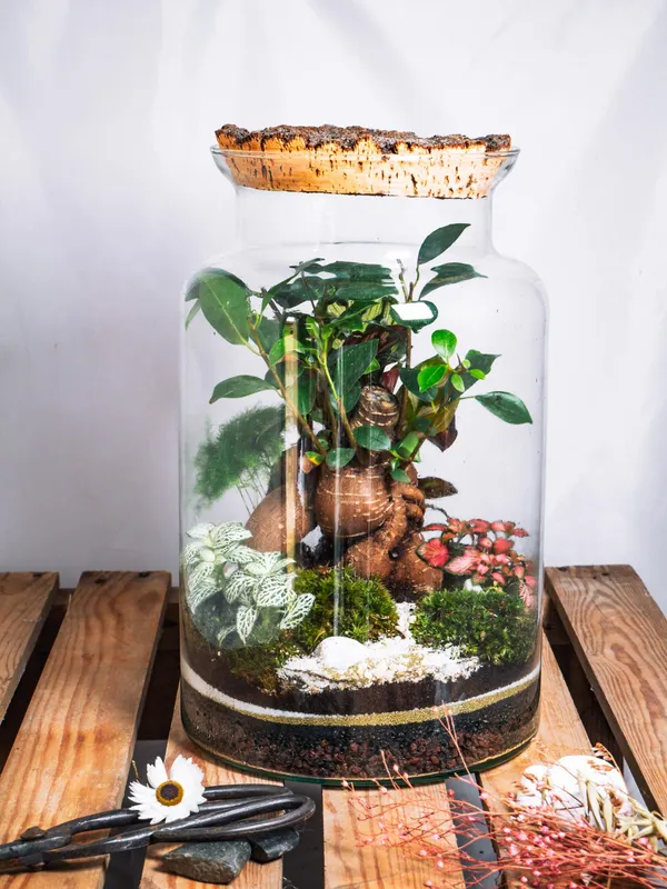 Créez votre terrarium taille M - Image n°3 - Wecandoo
