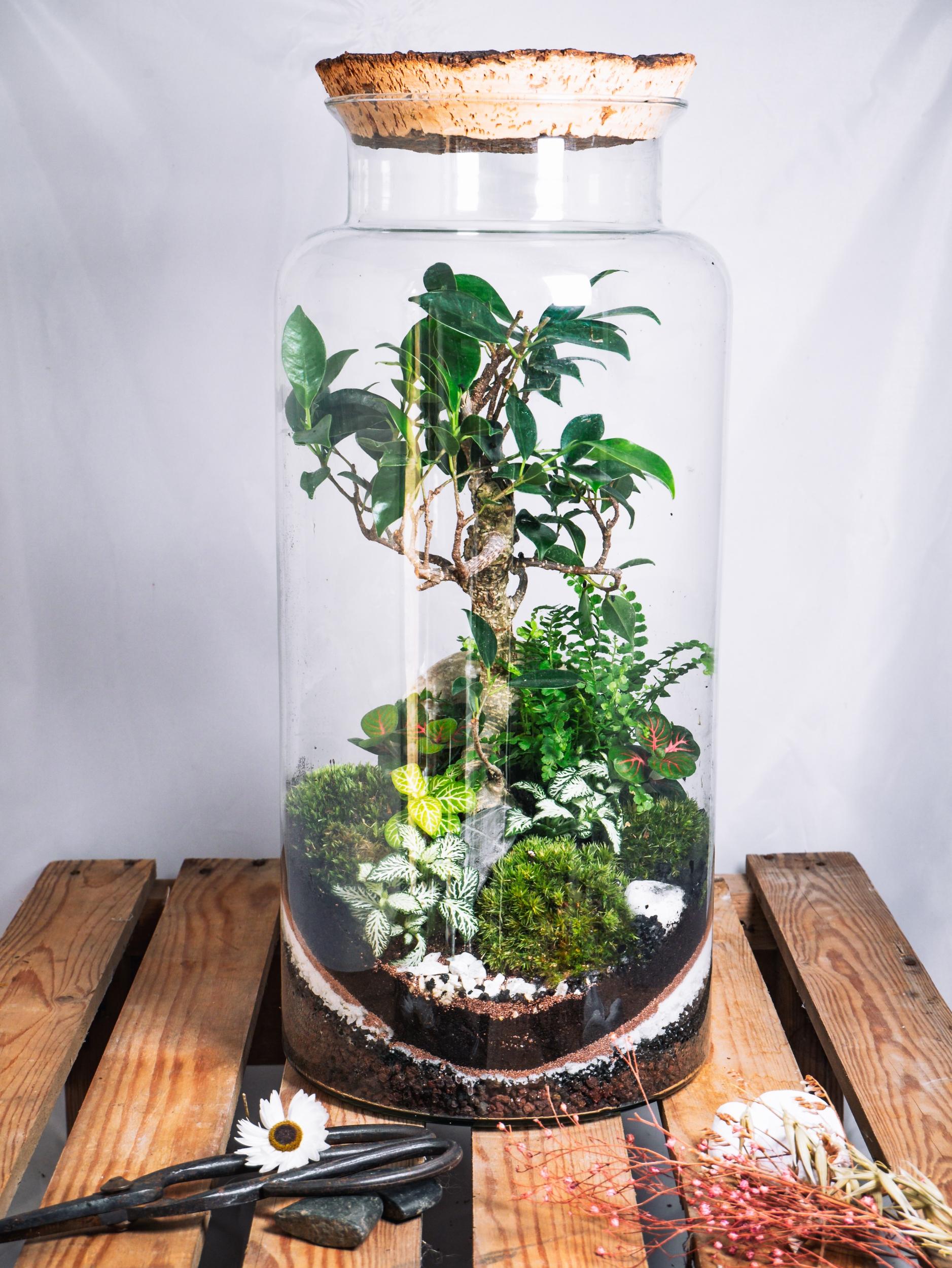 Wecandoo - Créez votre terrarium taille L - Image n°4