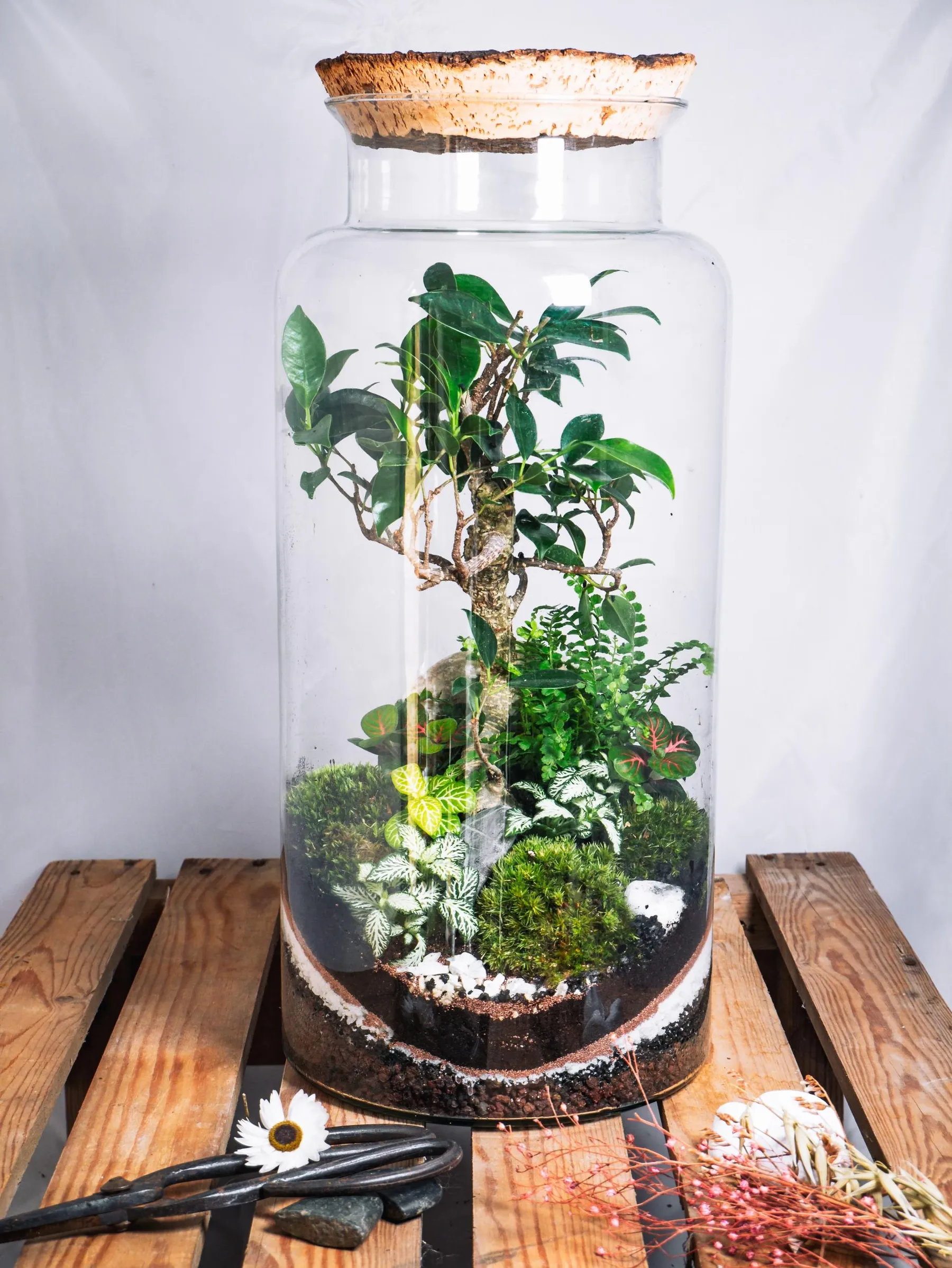 Créez votre terrarium taille L - Image n°4 - Wecandoo