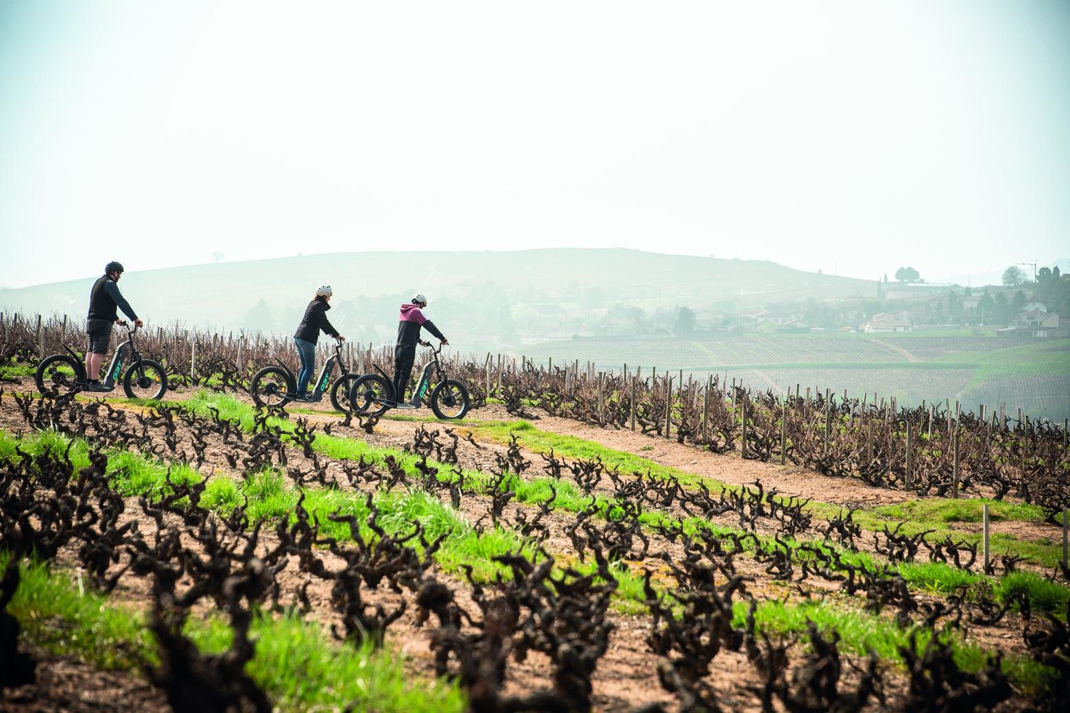 Wecandoo - Baladez-vous à travers les vignes et dégustez des vins avec Steeve - Image n°3